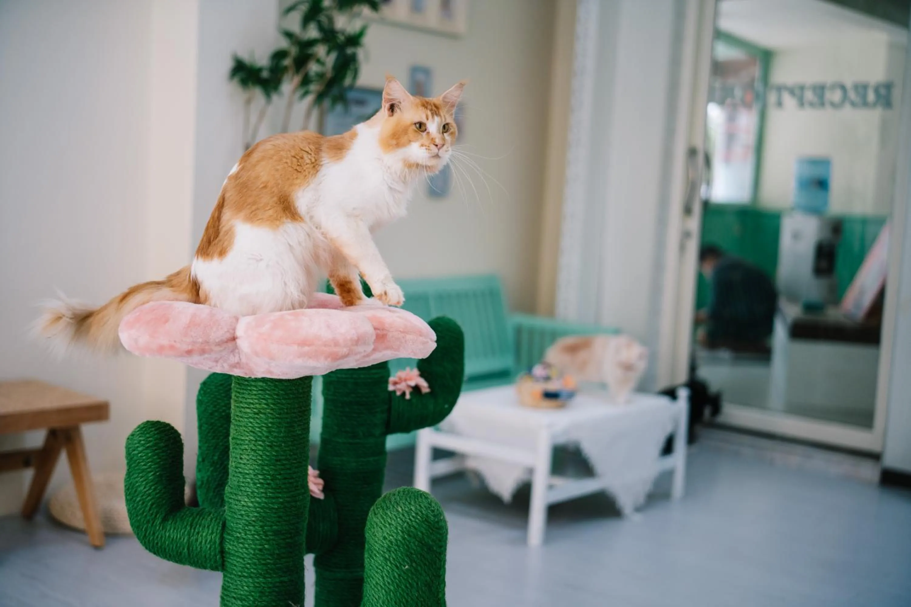 Pets in Catnip Seaside Hotel&Cafe