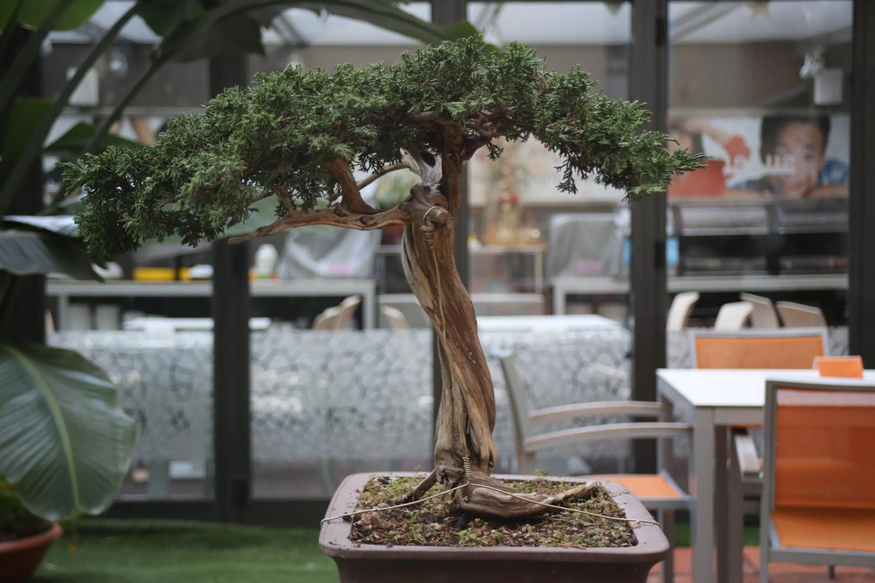 Garden in Aparthotel Silver