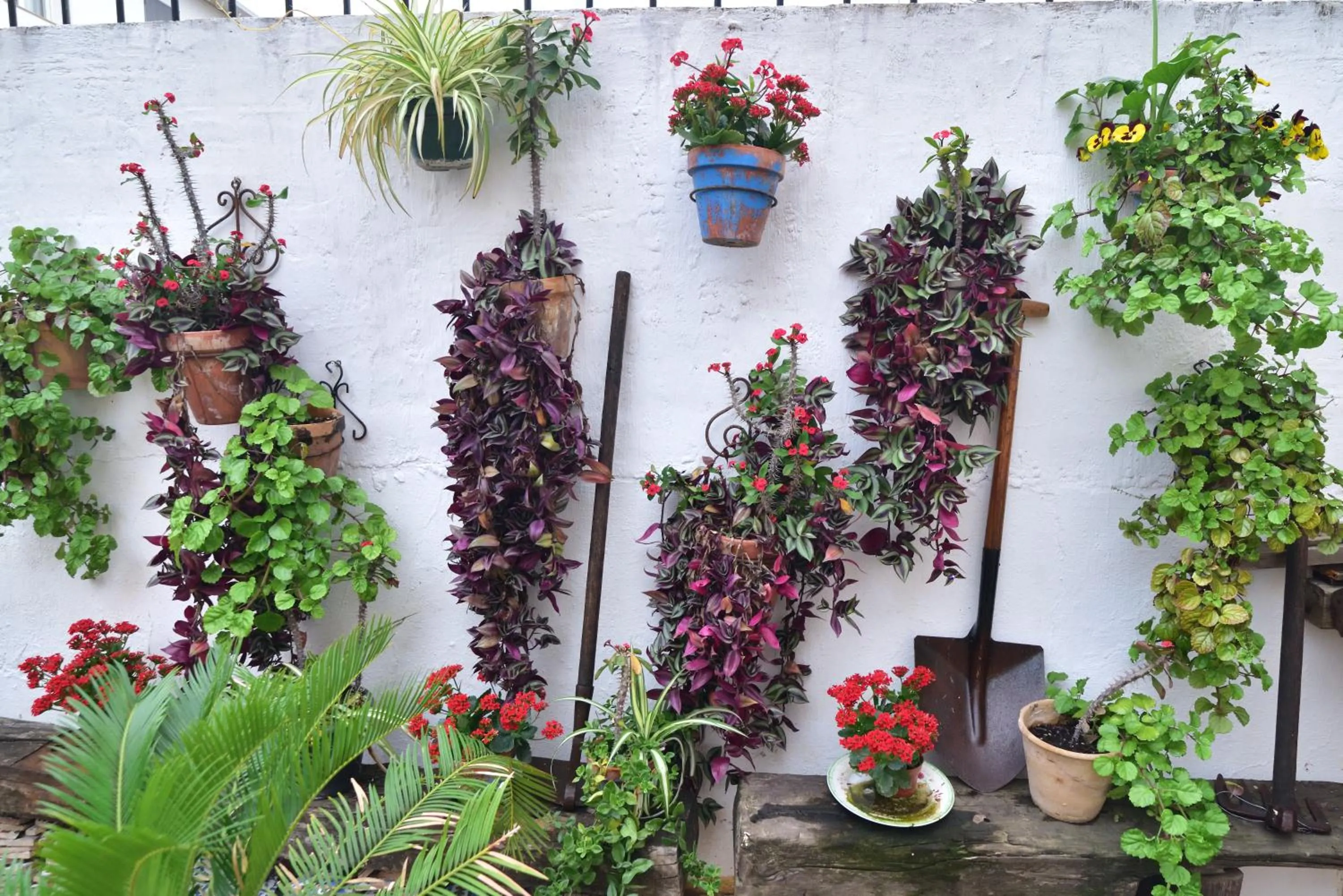 Garden in Casa Tenorio Barrio de Santa Cruz