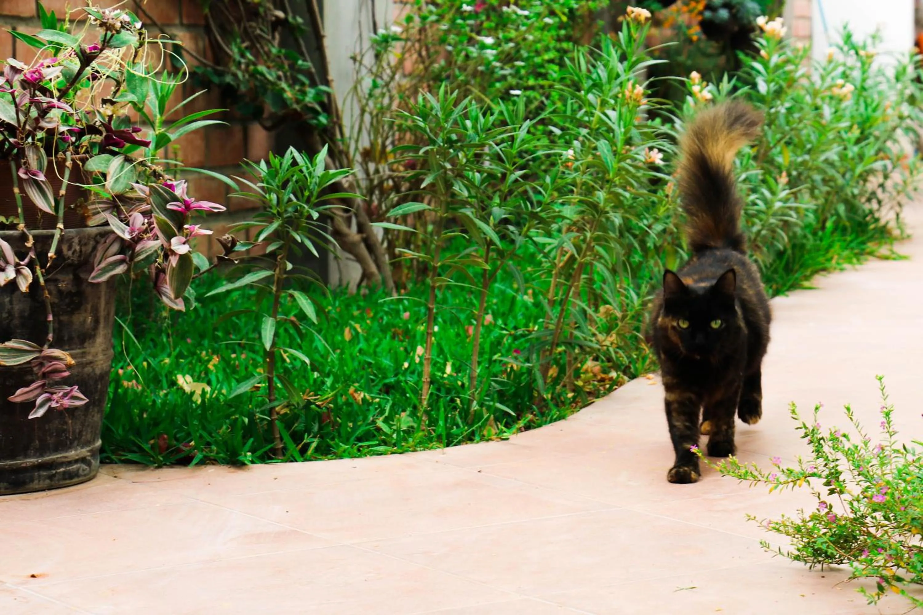 Pets in Casa Hotel Mamaluna