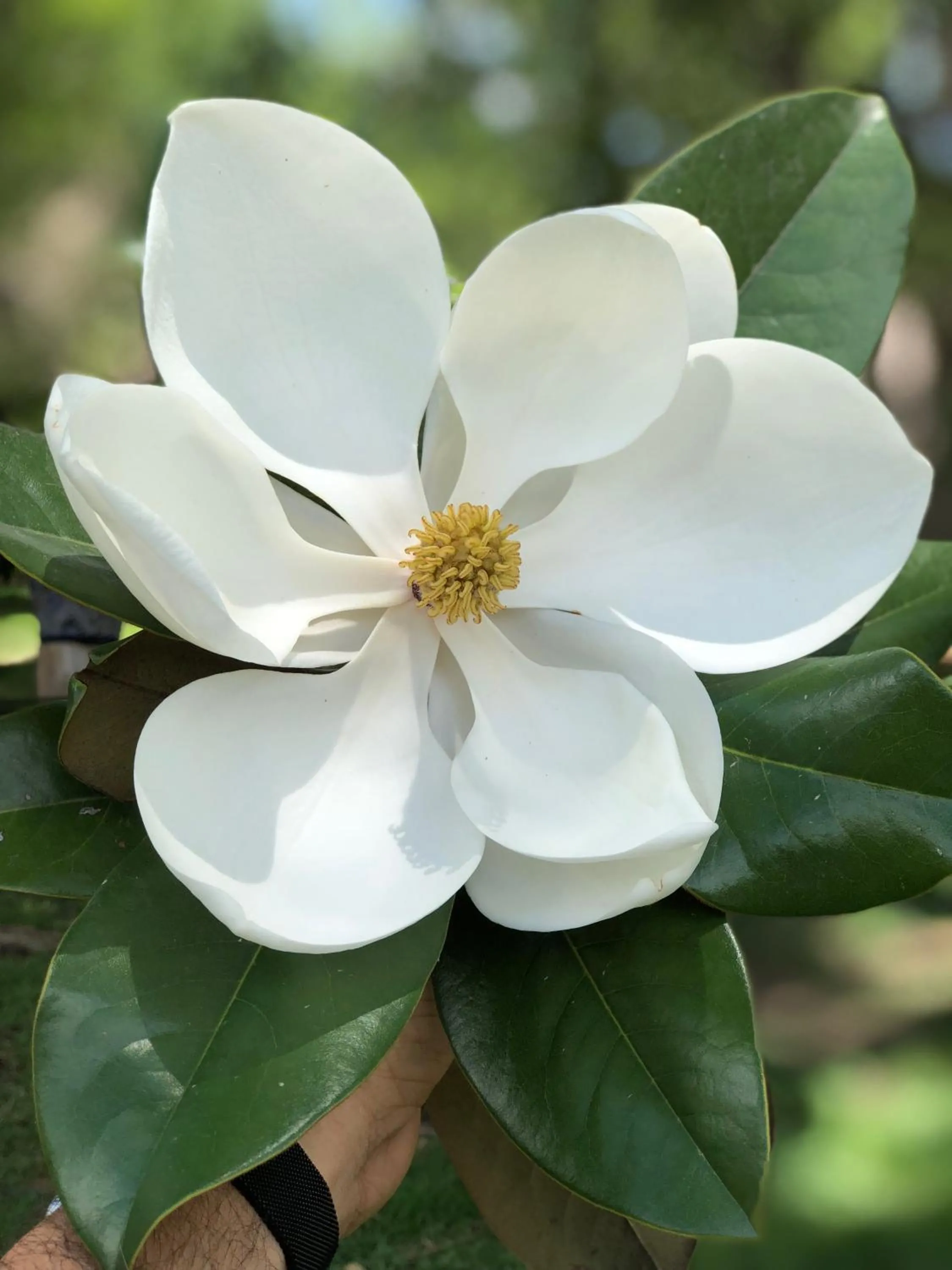 Magnolias Jardin & Boutique Suites