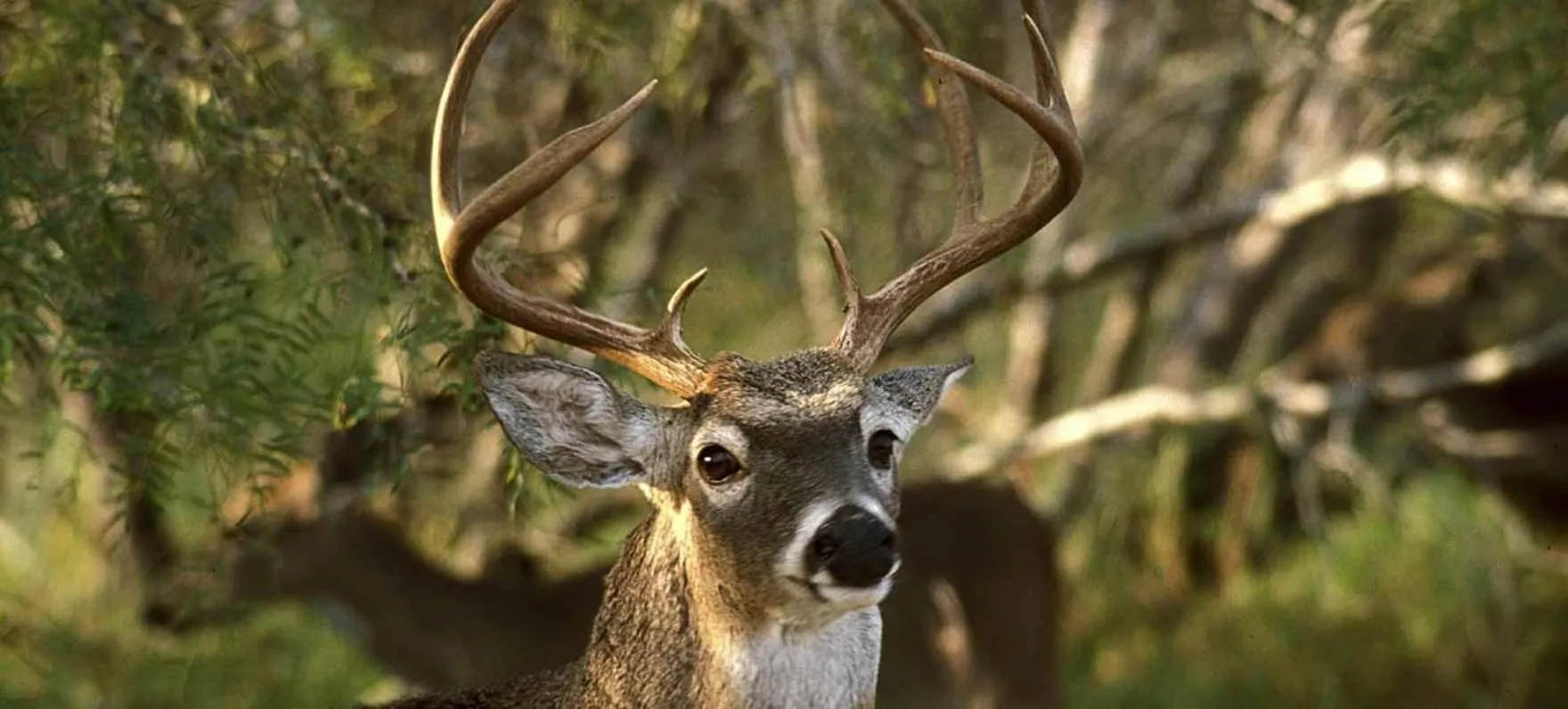 Natural landscape in Bass Inn - Choke Canyon National Park