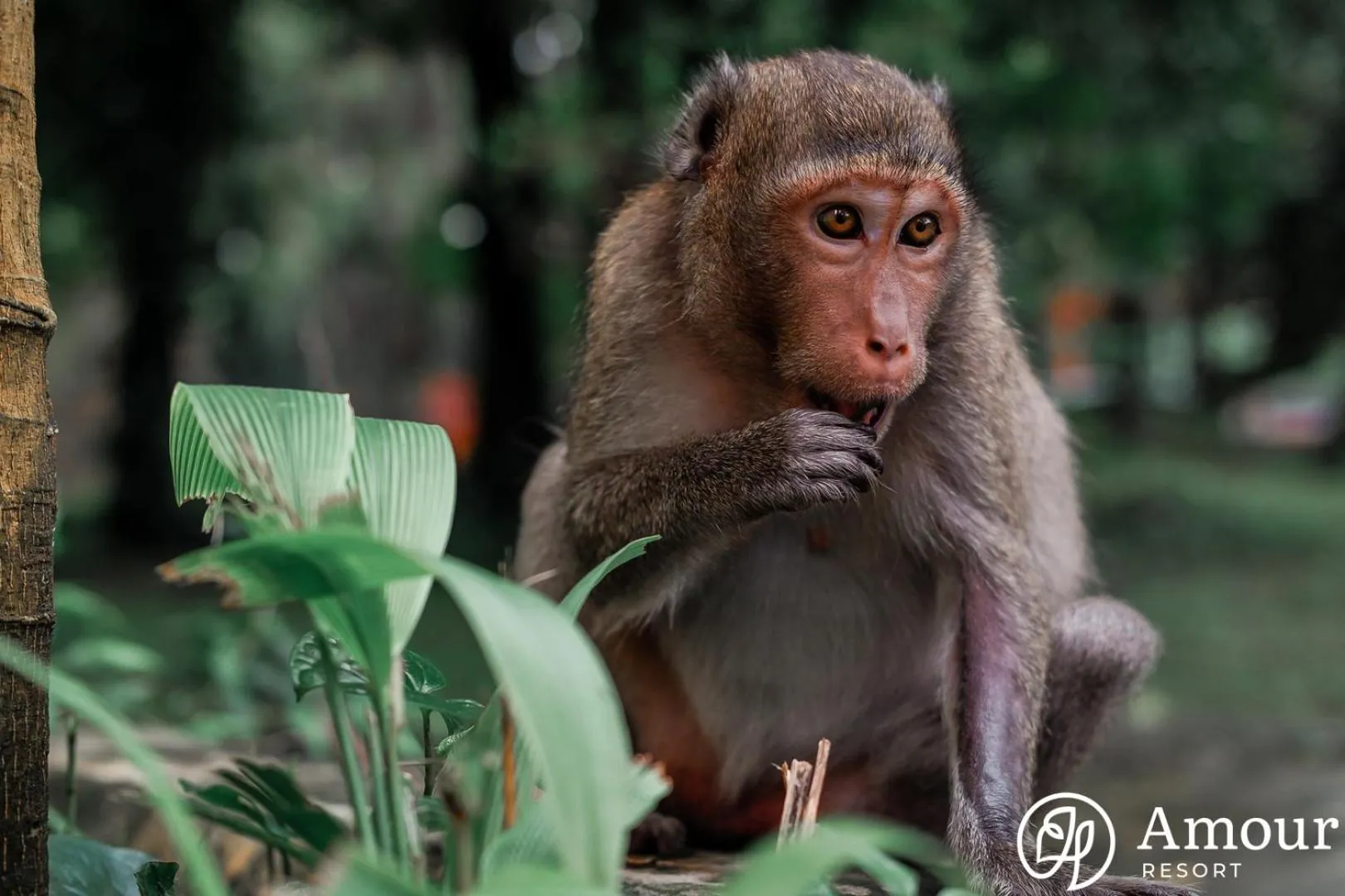 Natural landscape in Amour Resort Bavi