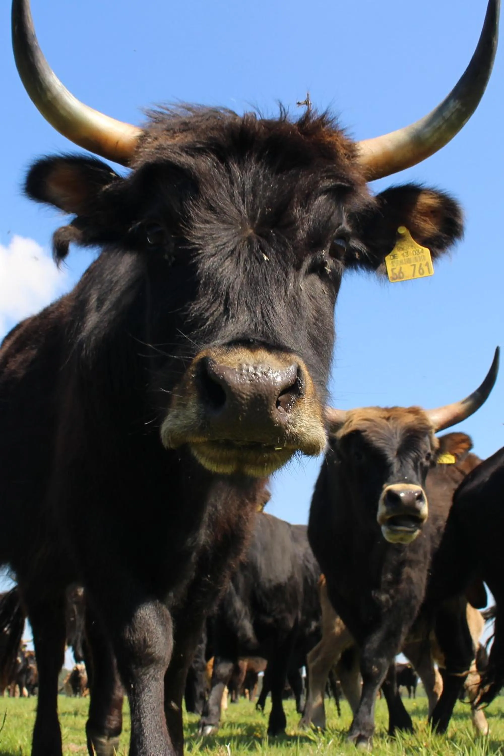 Animals in Vielanker Brauhaus GmbH