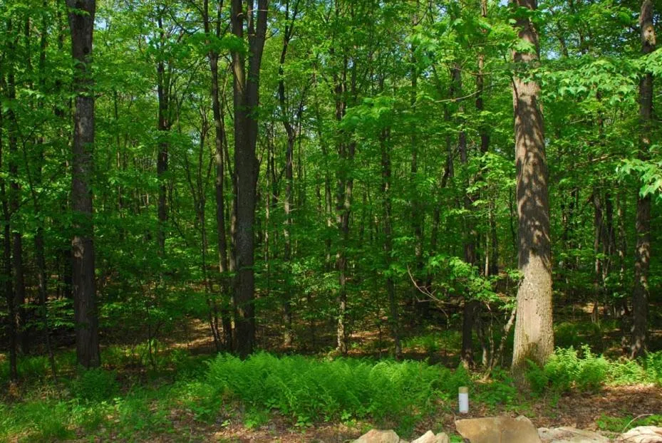 Property building in Cedarwoods