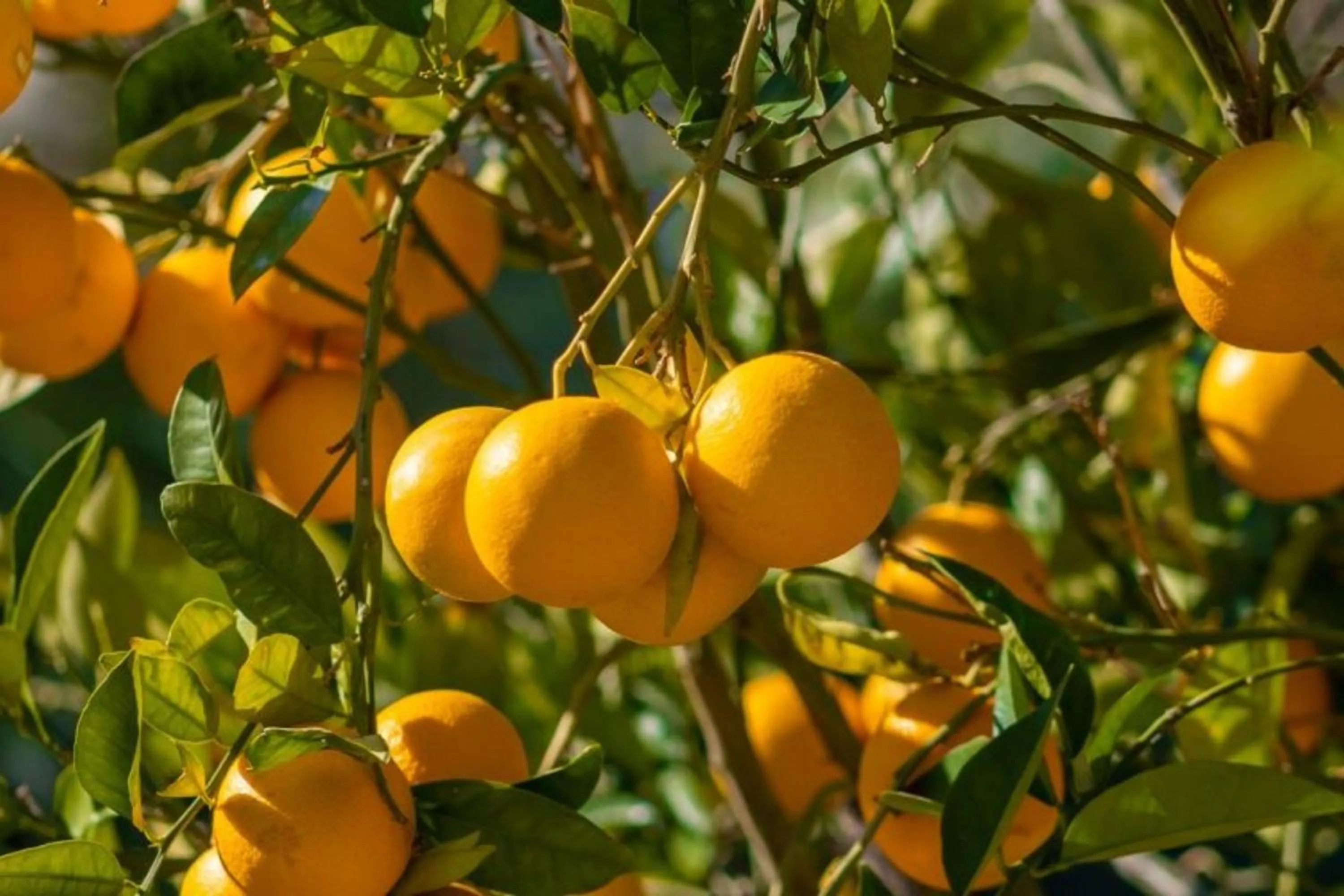 Day in Batıhan Vadi Hotel