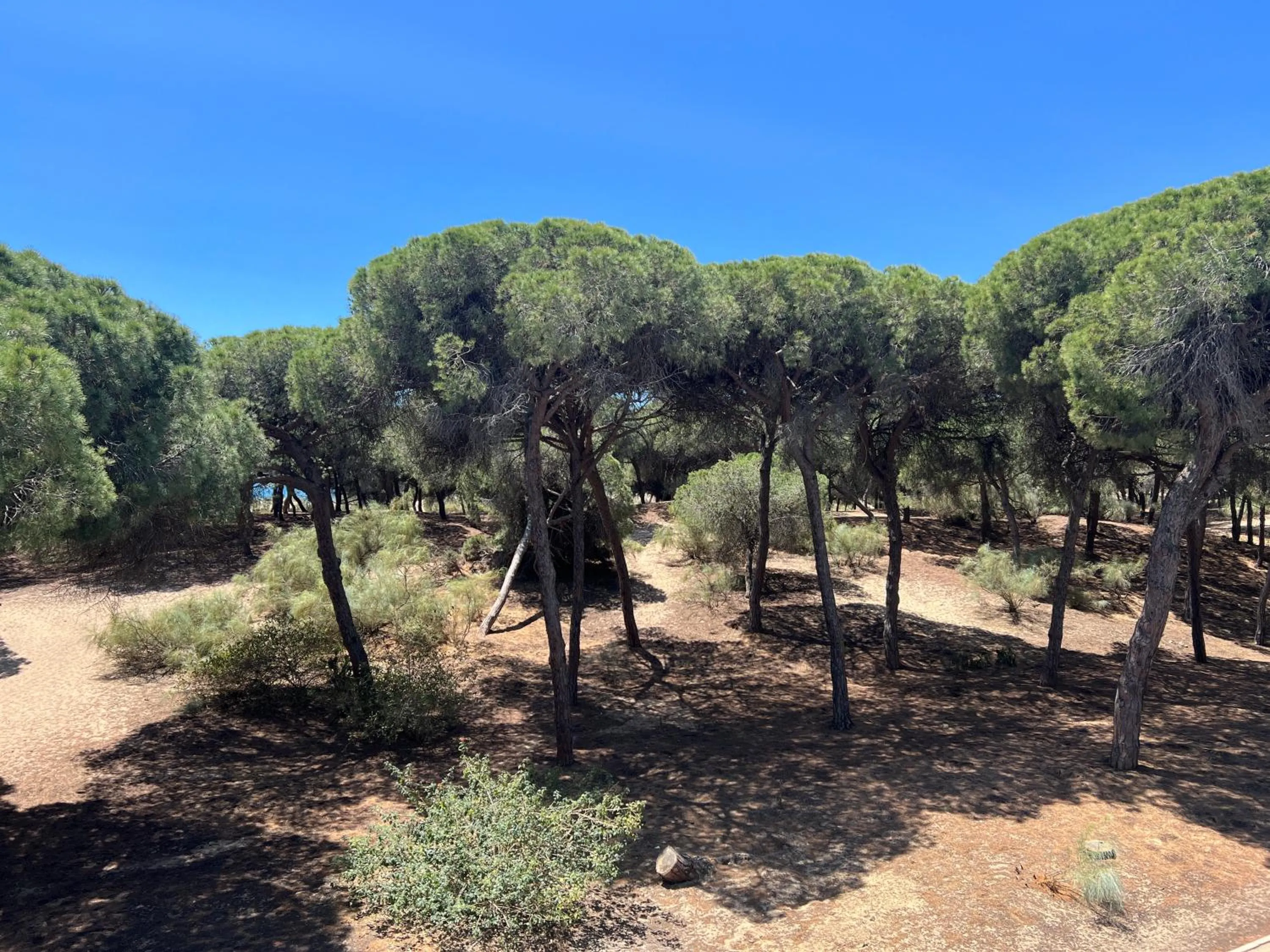 Natural landscape in ON Family Islantilla