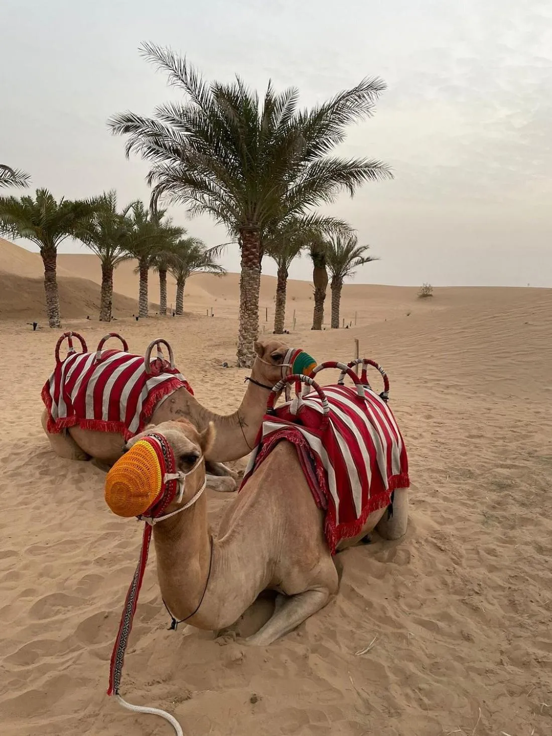 Activities in Al Khayma Camp "Elite Glamping & Dining in Experience"