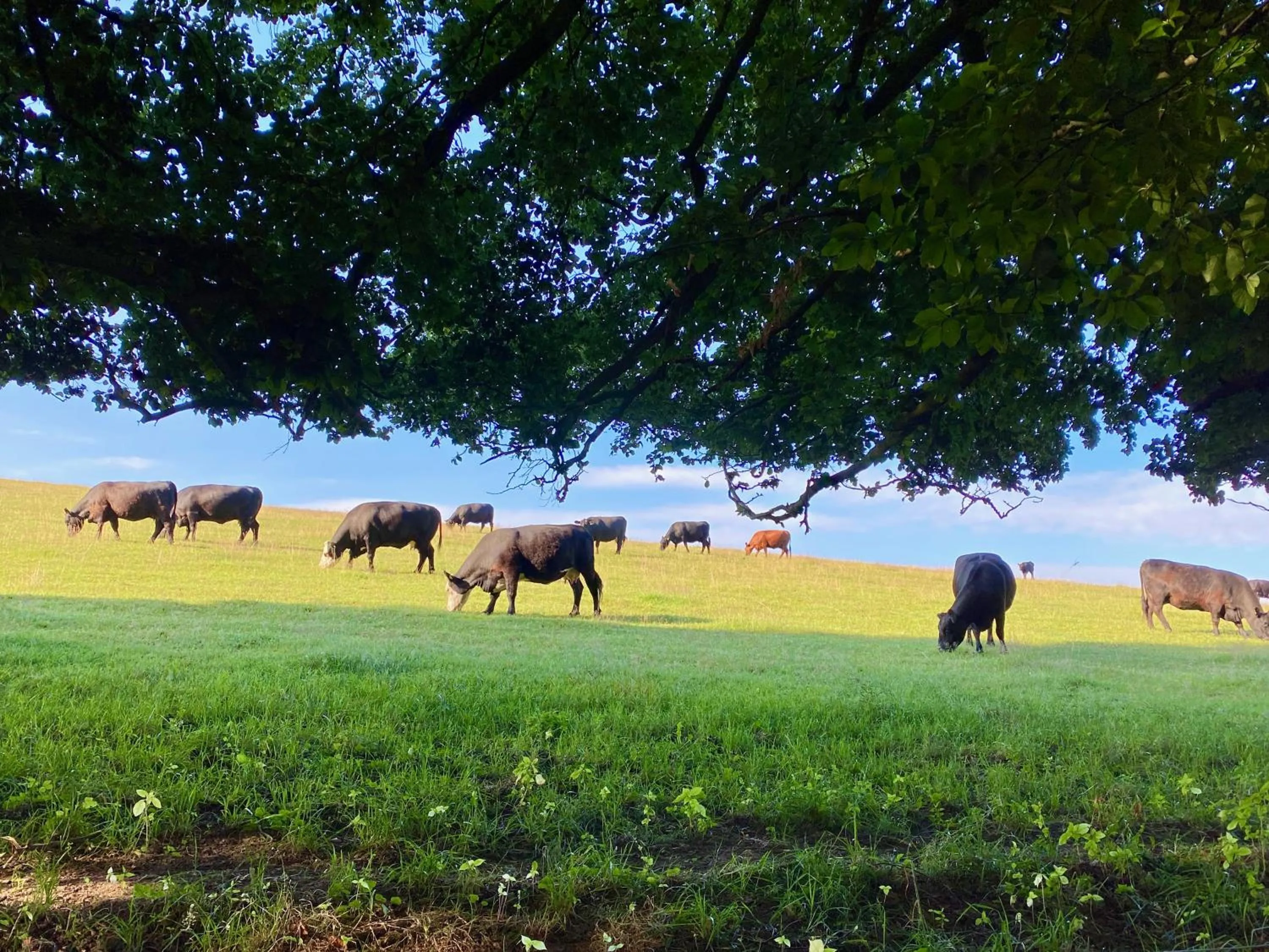 Natural landscape in Haus Maria Isenburg - Naturpark Rhein-Westerwald