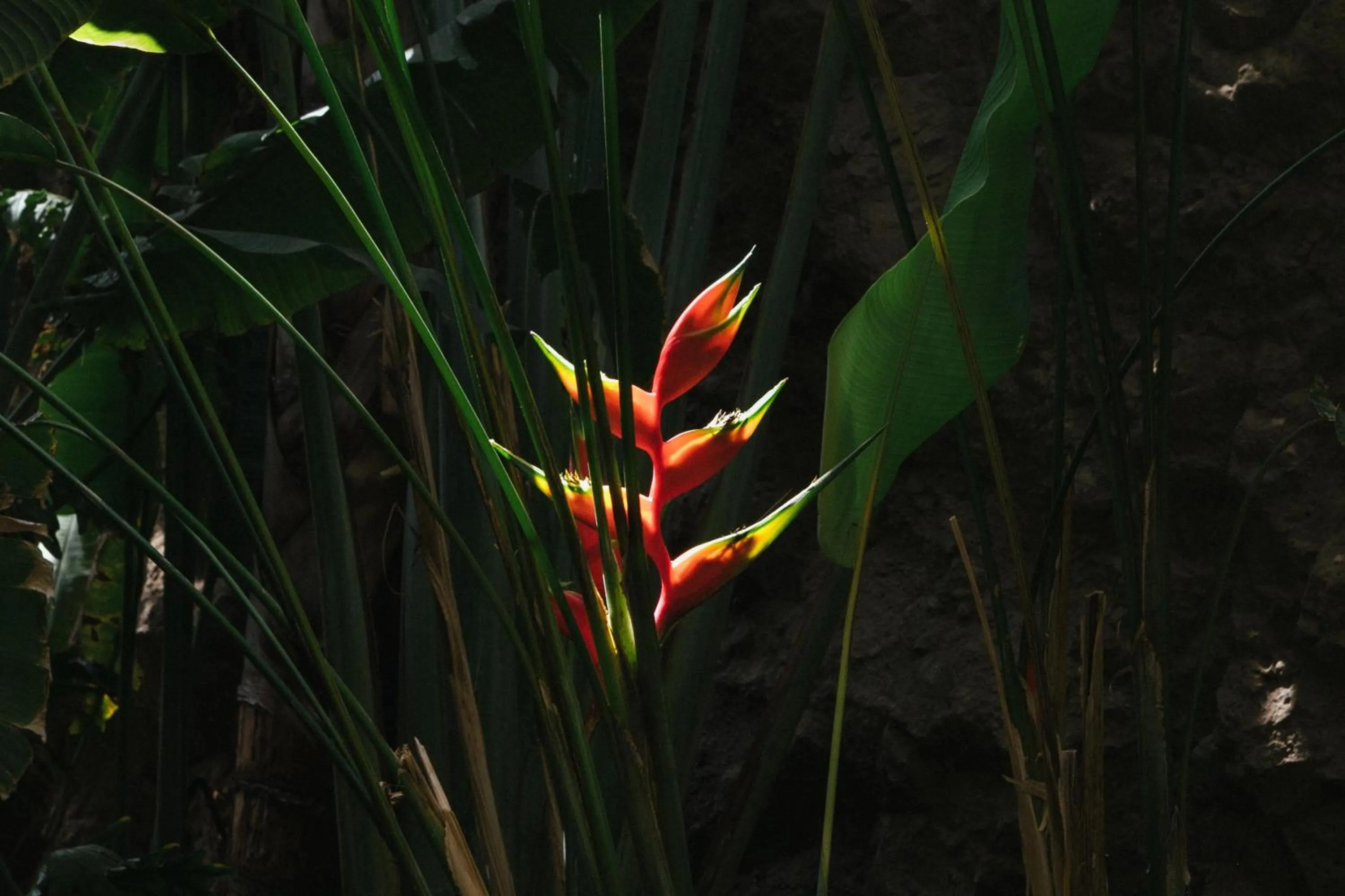 Garden in Salobre Hotel Resort & Serenity