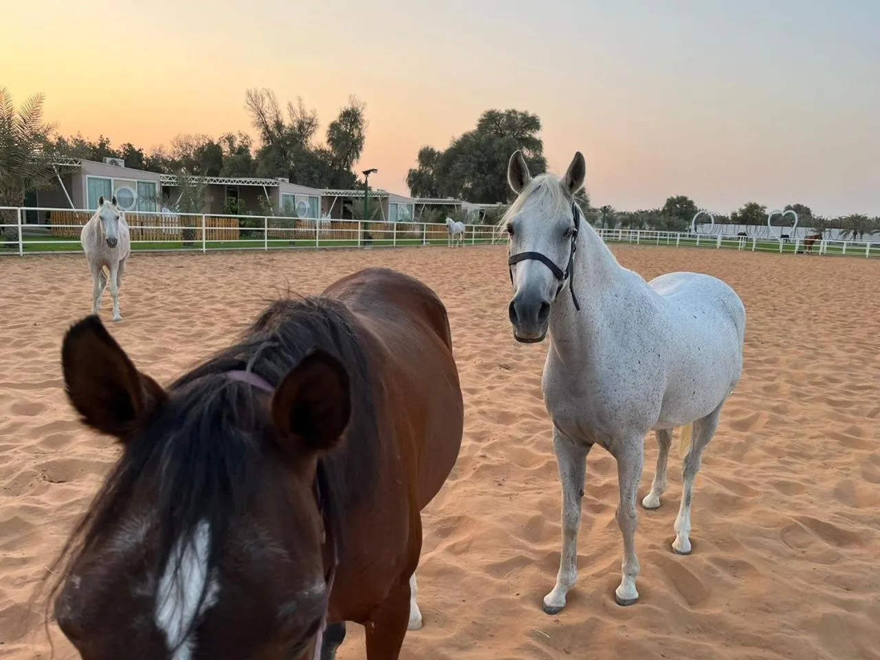 Day in Nirvana Retreat By Patanjali Wellness Initiative