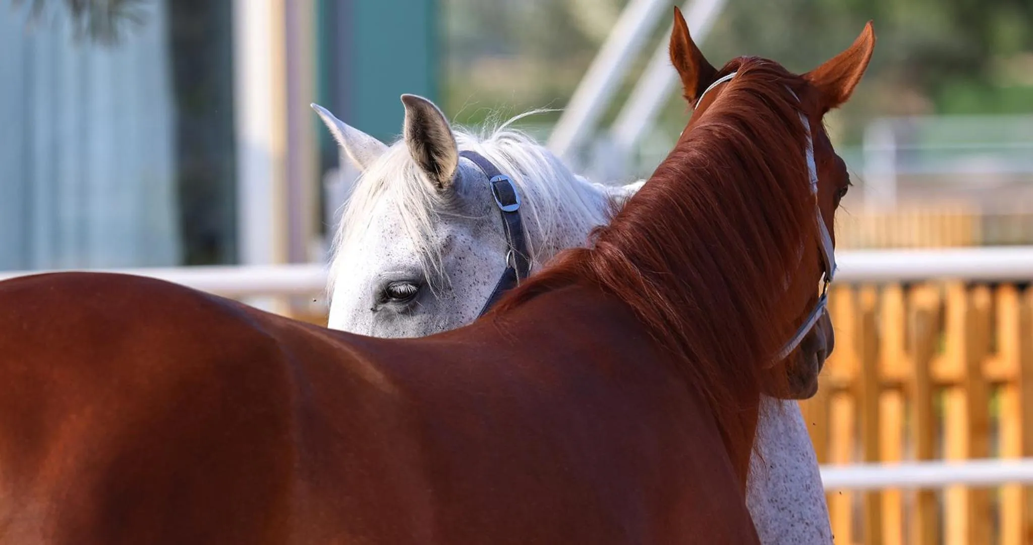 Horse-riding in Nirvana Retreat By Patanjali Wellness Initiative