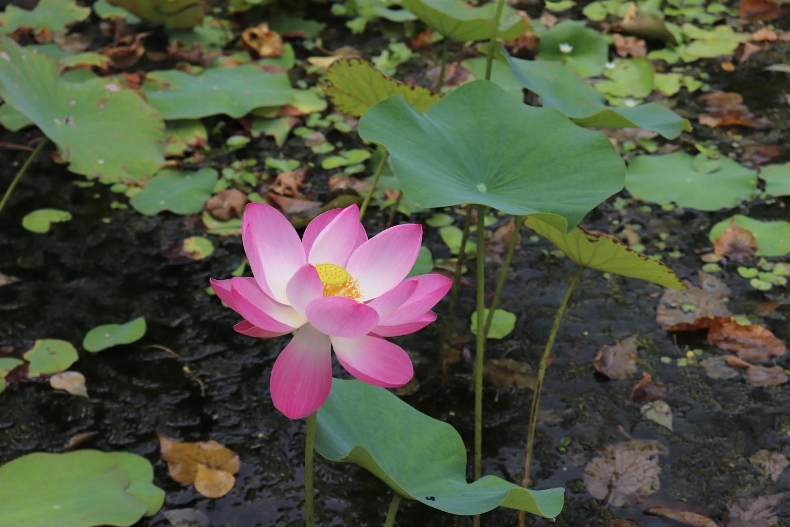 Garden in Island View Beachfront Resort
