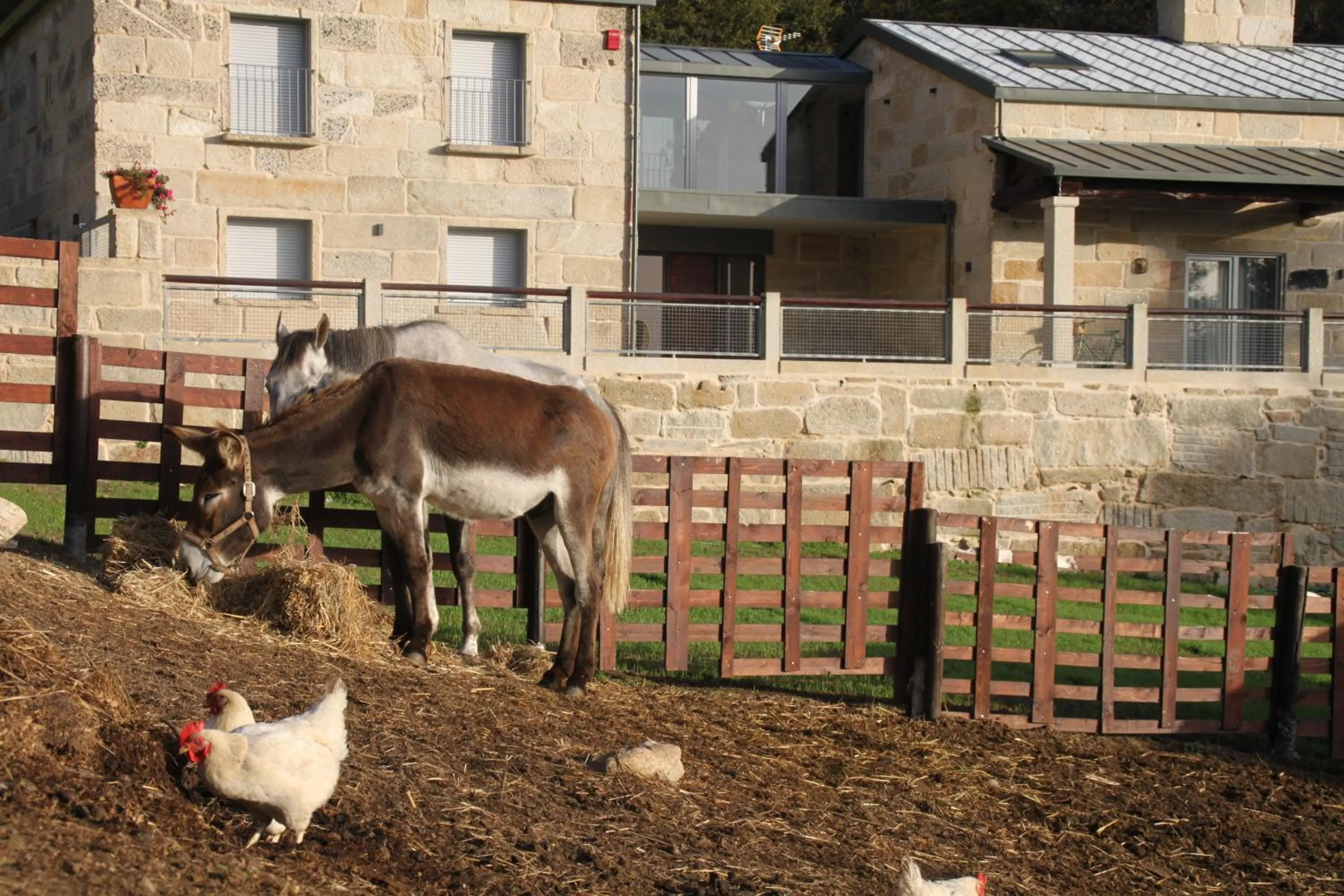 Pets in Hotel a Ecogranxa