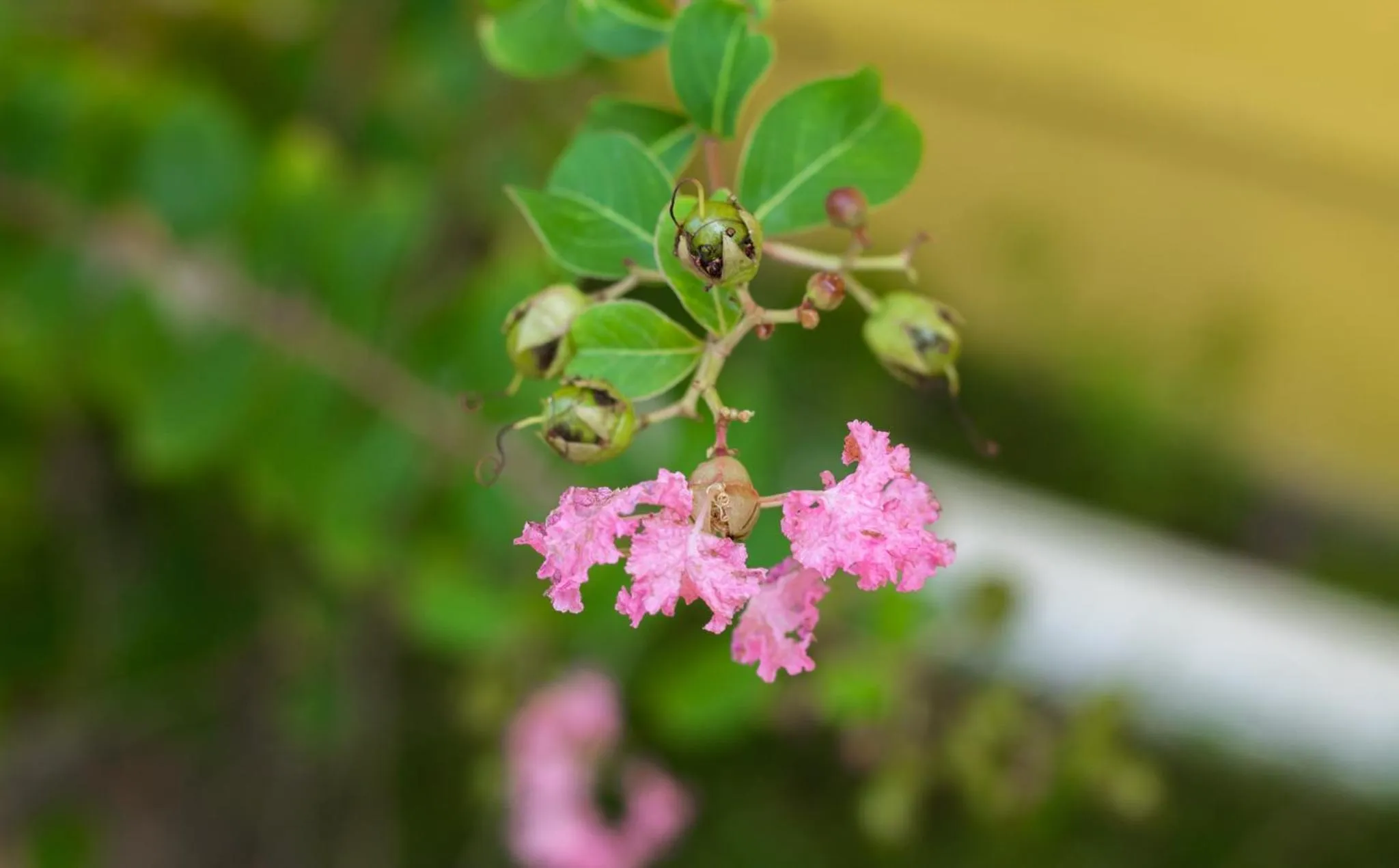HOTEL CASA AMARILLA et RESTAURANT