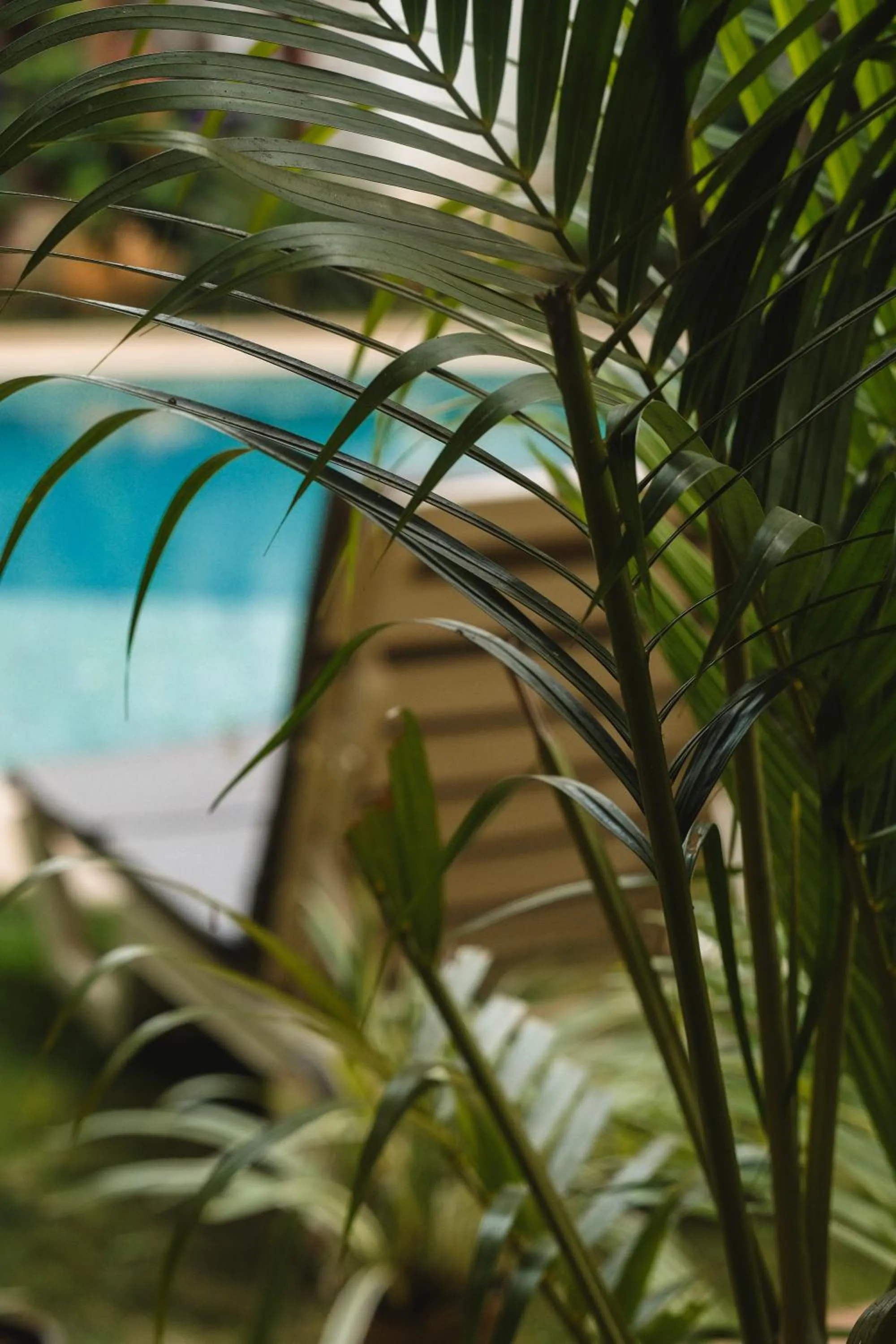 Day in The Verda De Miranda Resort Morjim North Goa