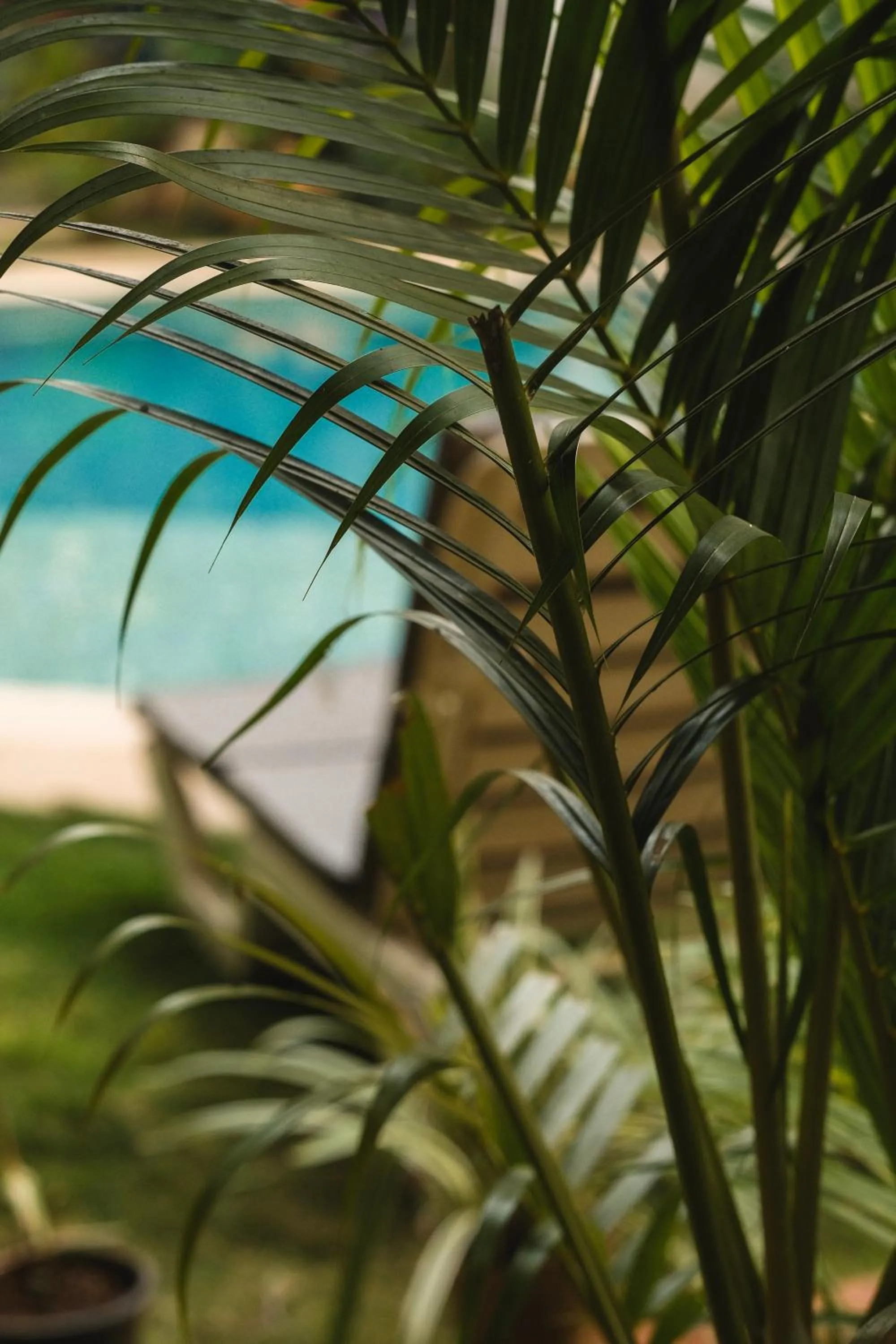 Swimming pool in The Verda De Miranda Resort Morjim North Goa