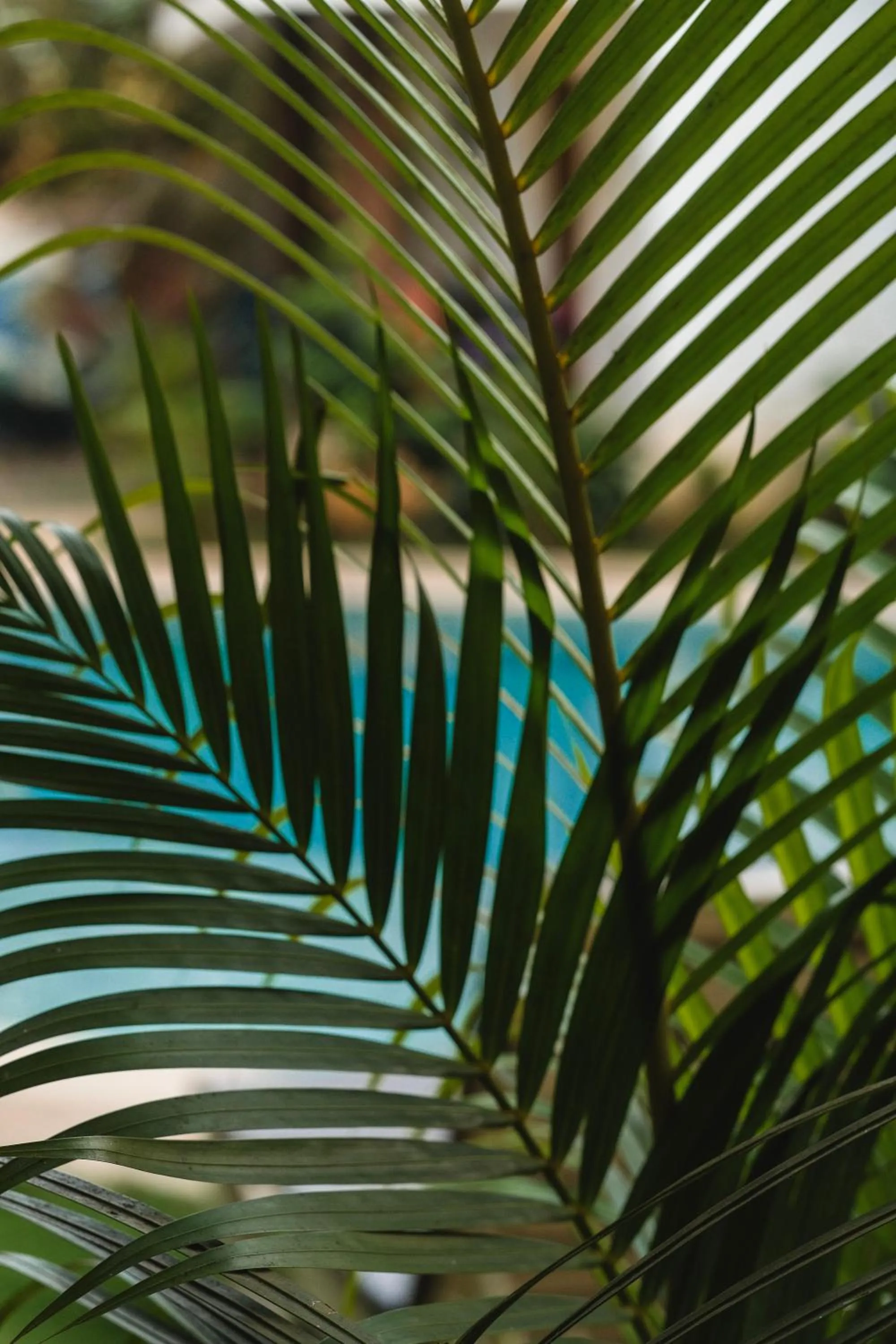 Garden view in The Verda De Miranda Resort Morjim North Goa