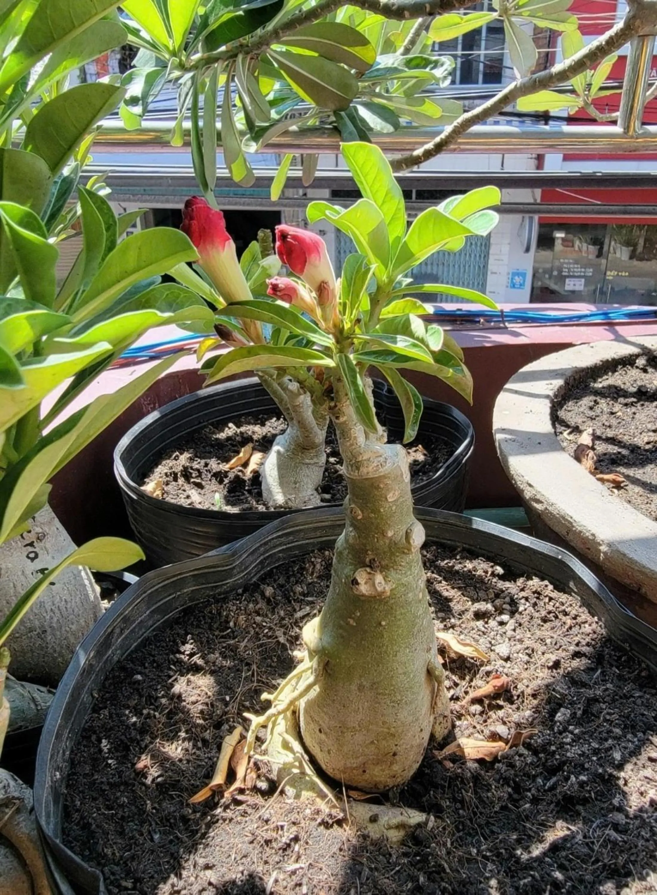 Off site in Thiên Nga Hotel