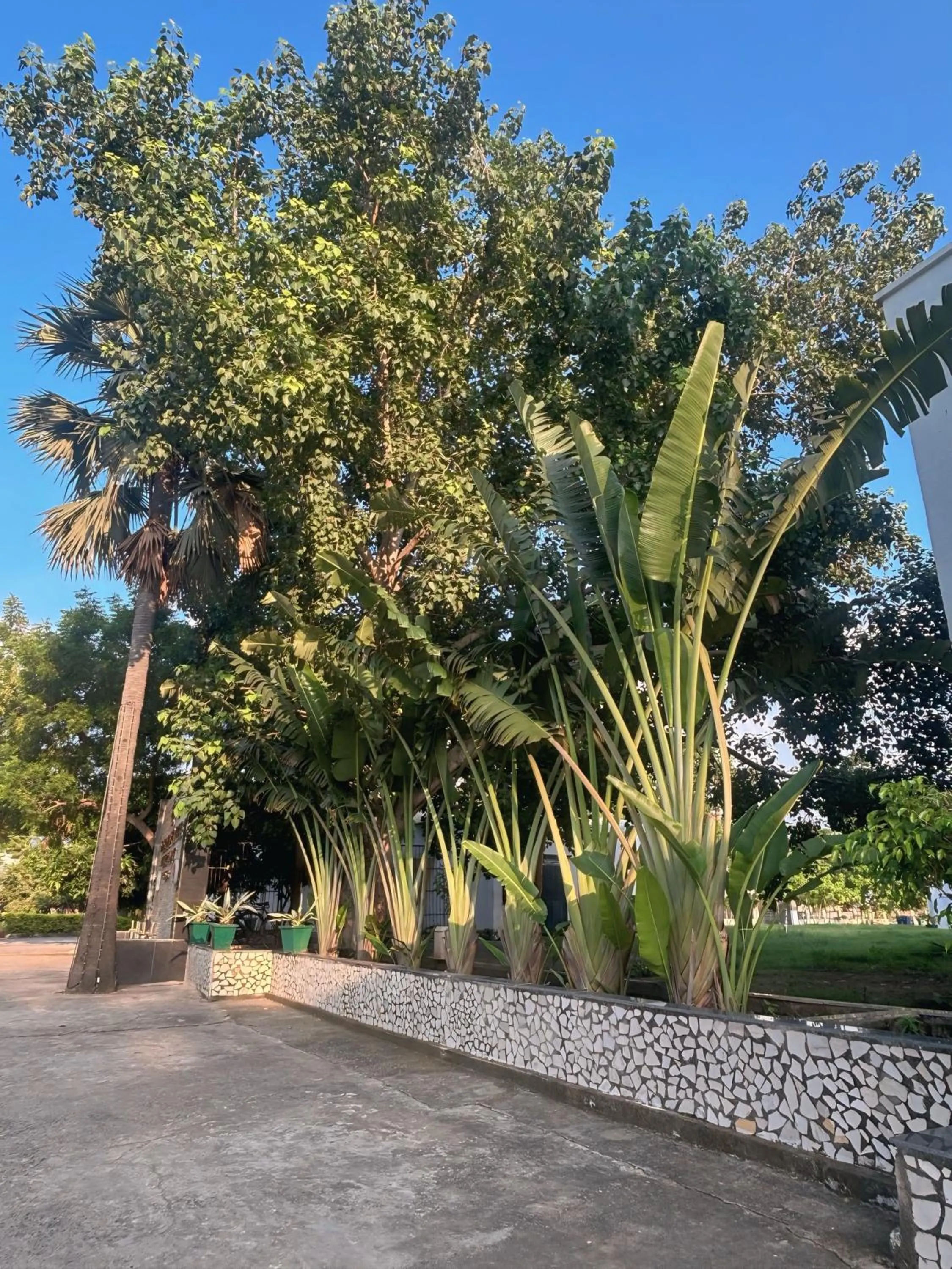 Garden in BUDDHA HERITAGE RESORT