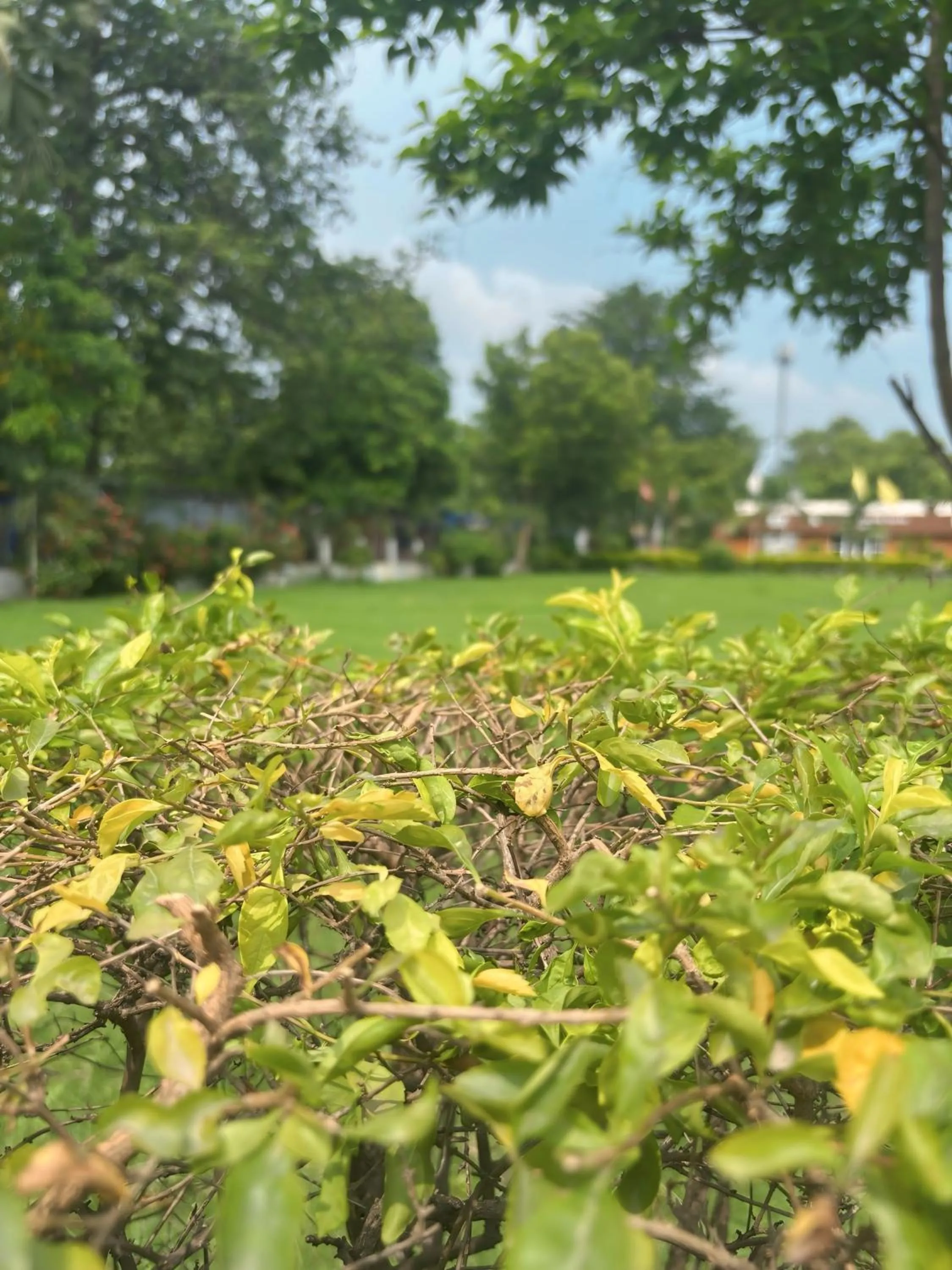 Garden in BUDDHA HERITAGE RESORT