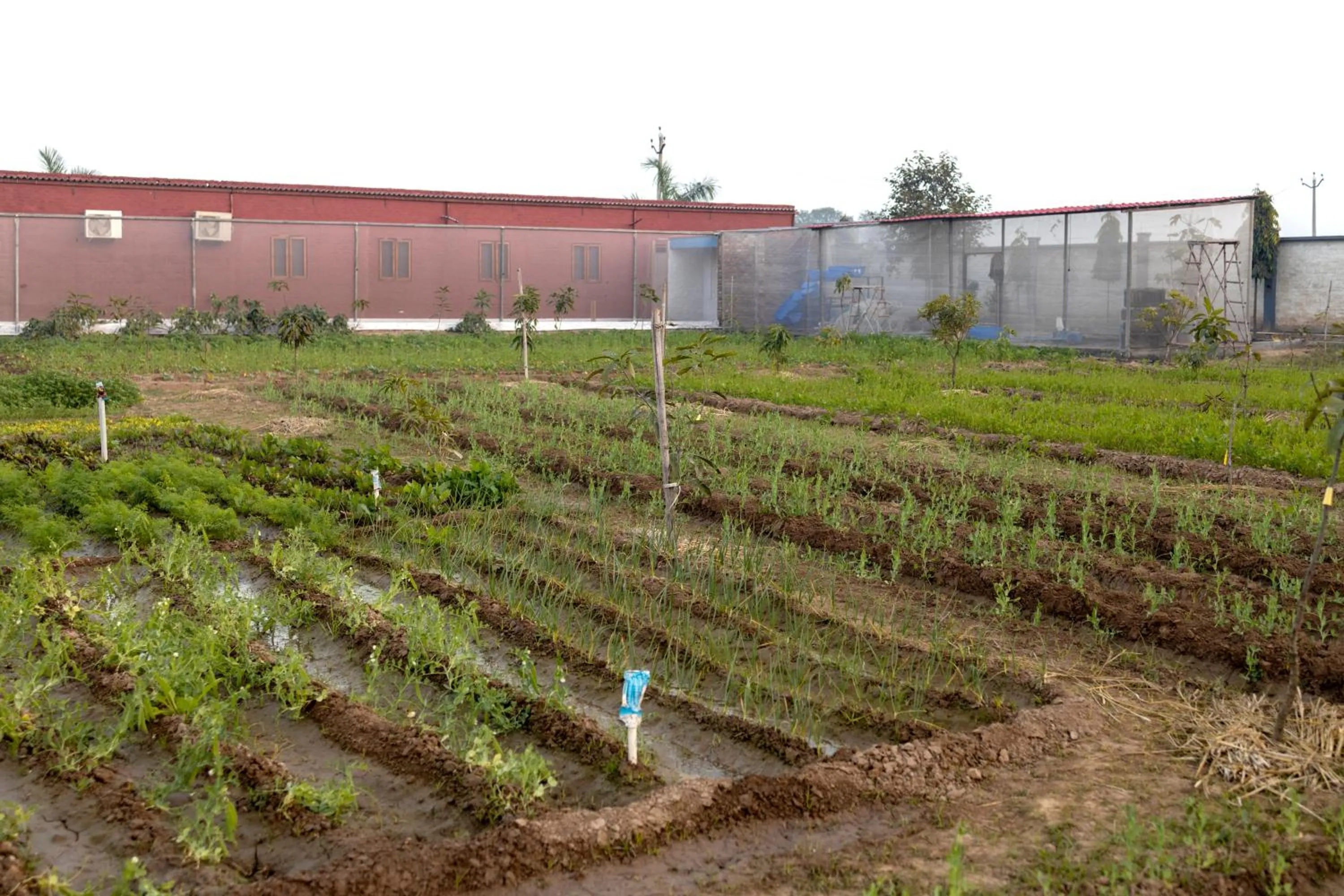 Day in InnBox Farmstay - Rajpura Punjab