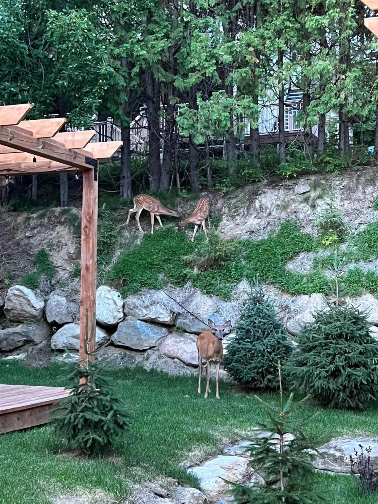 Natural landscape in Studio with king bed, sofa bed and terrace Mont-Tremblant