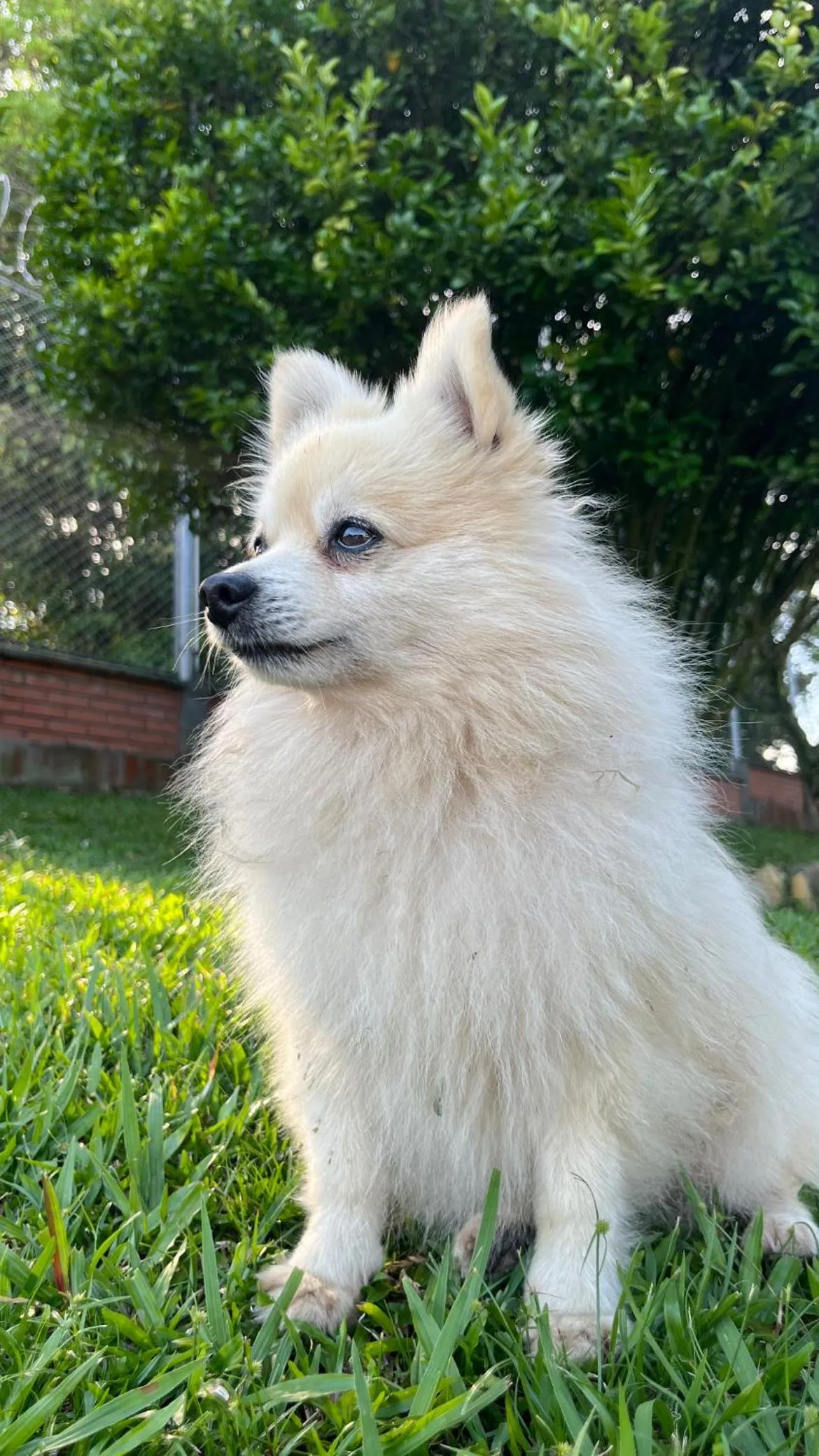 Pets in Mirador El paraiso glamping