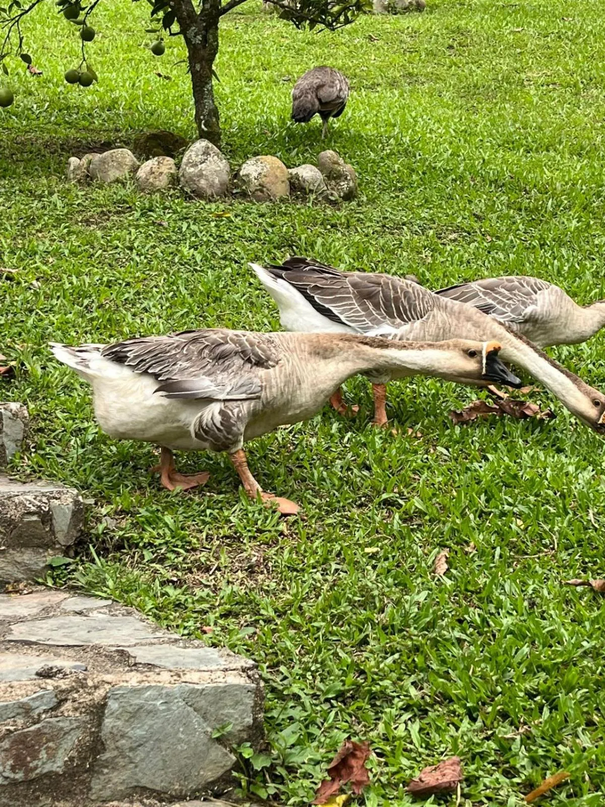 Animals in Mirador El paraiso glamping