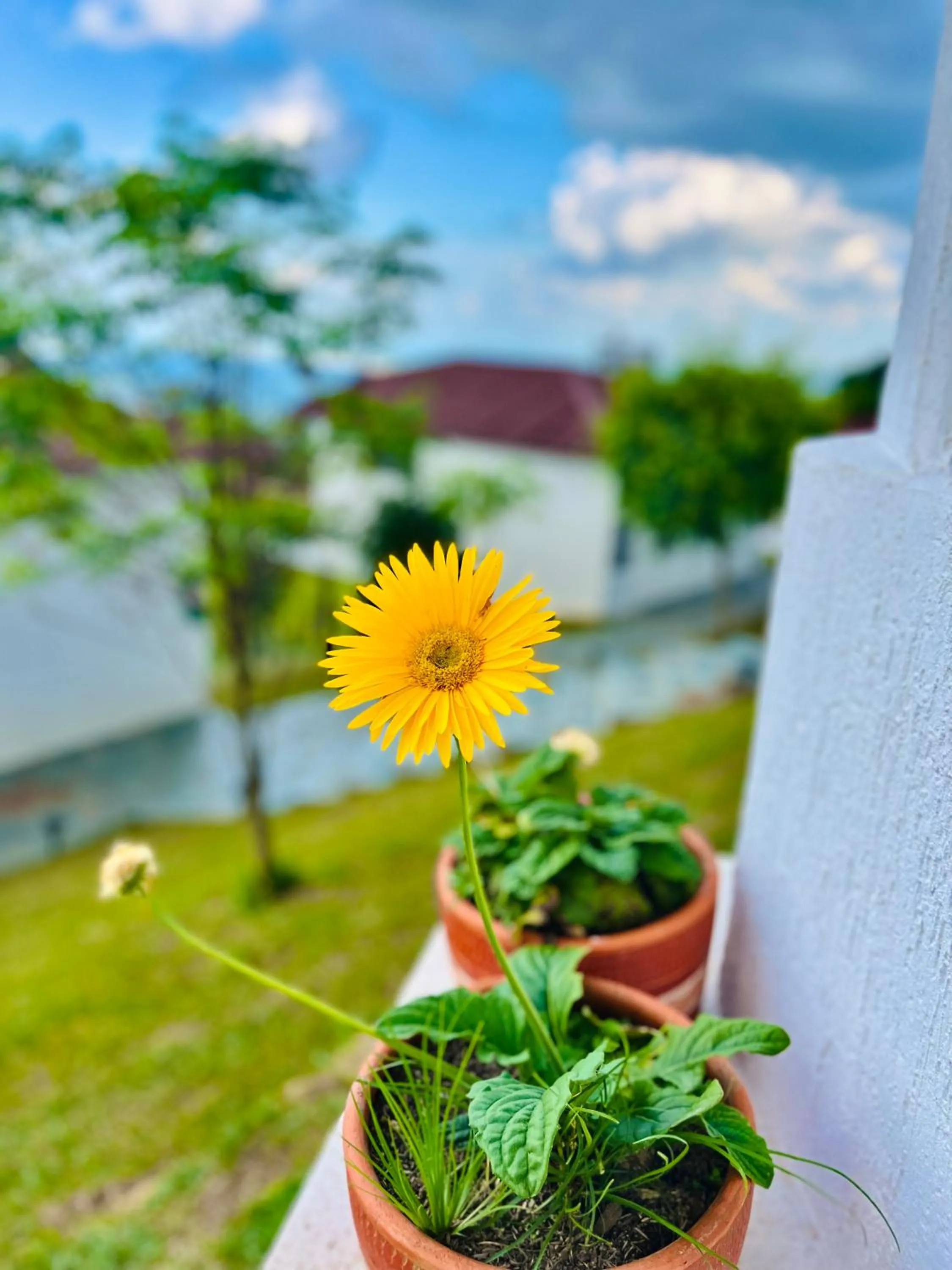 Garden in Mirador El paraiso glamping