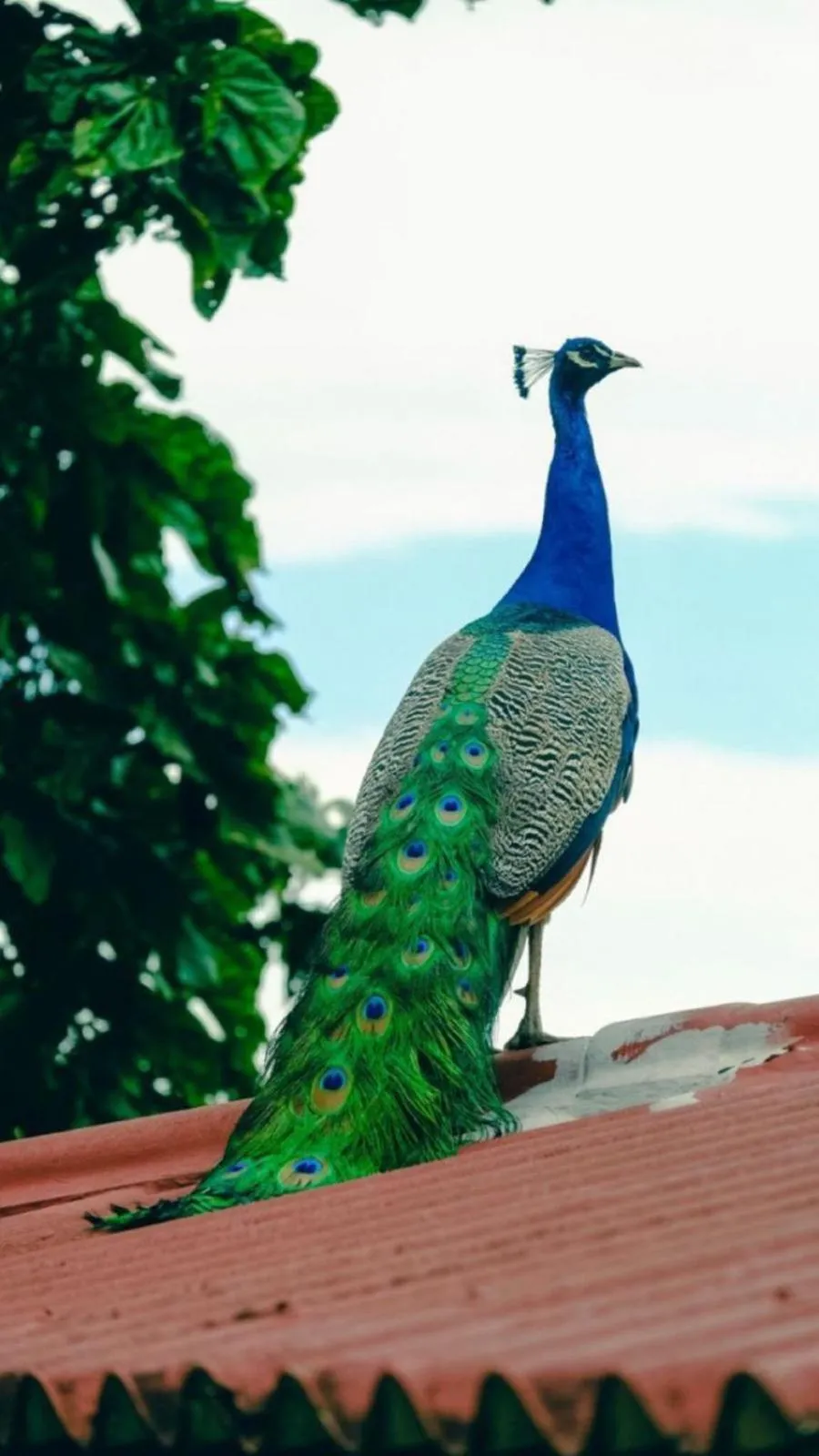Animals in Mirador El paraiso glamping