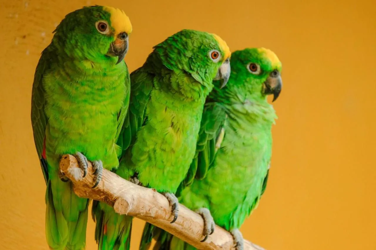 Animals in Mirador El paraiso glamping