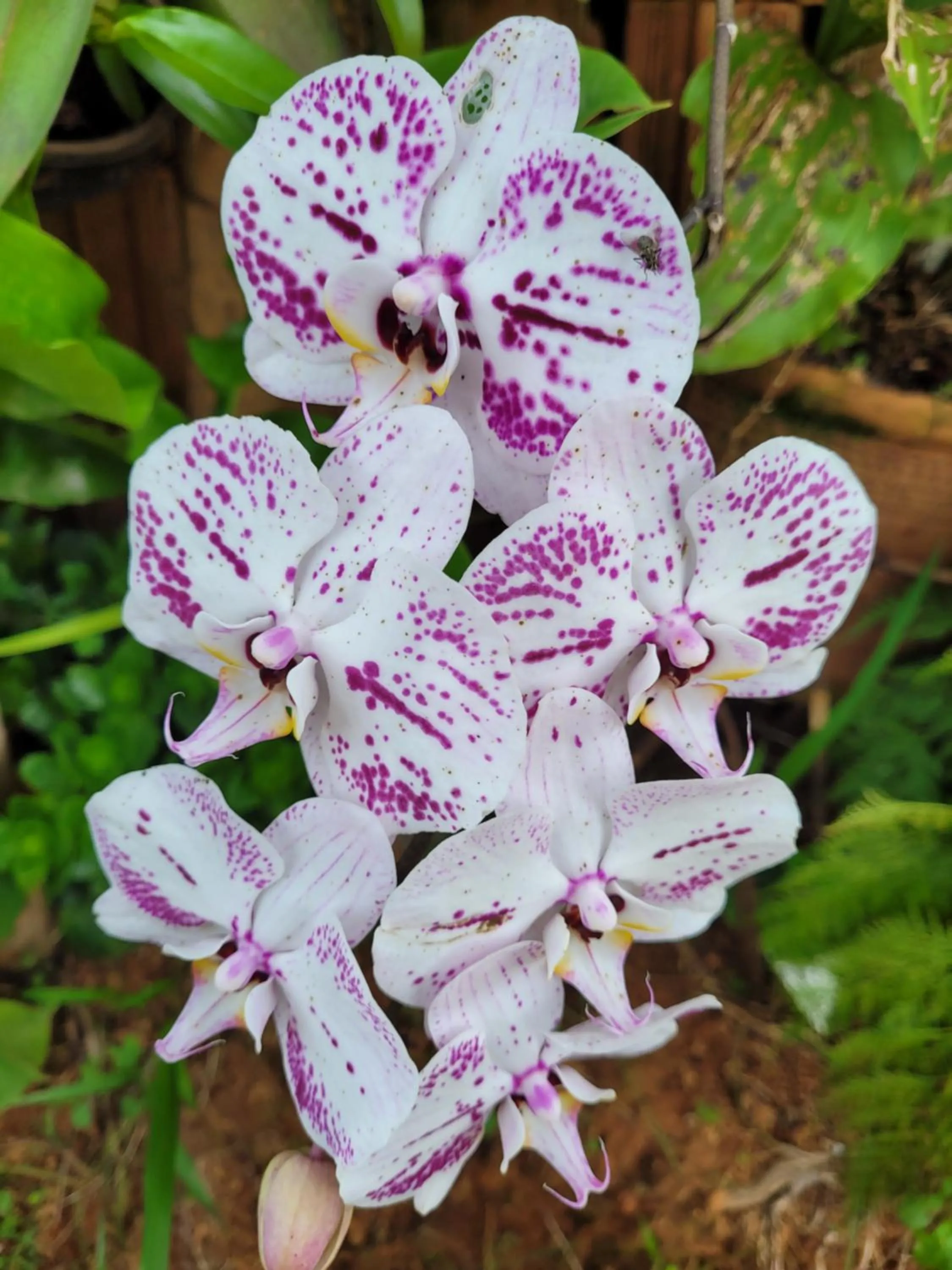 Colina da Canastra Pousada