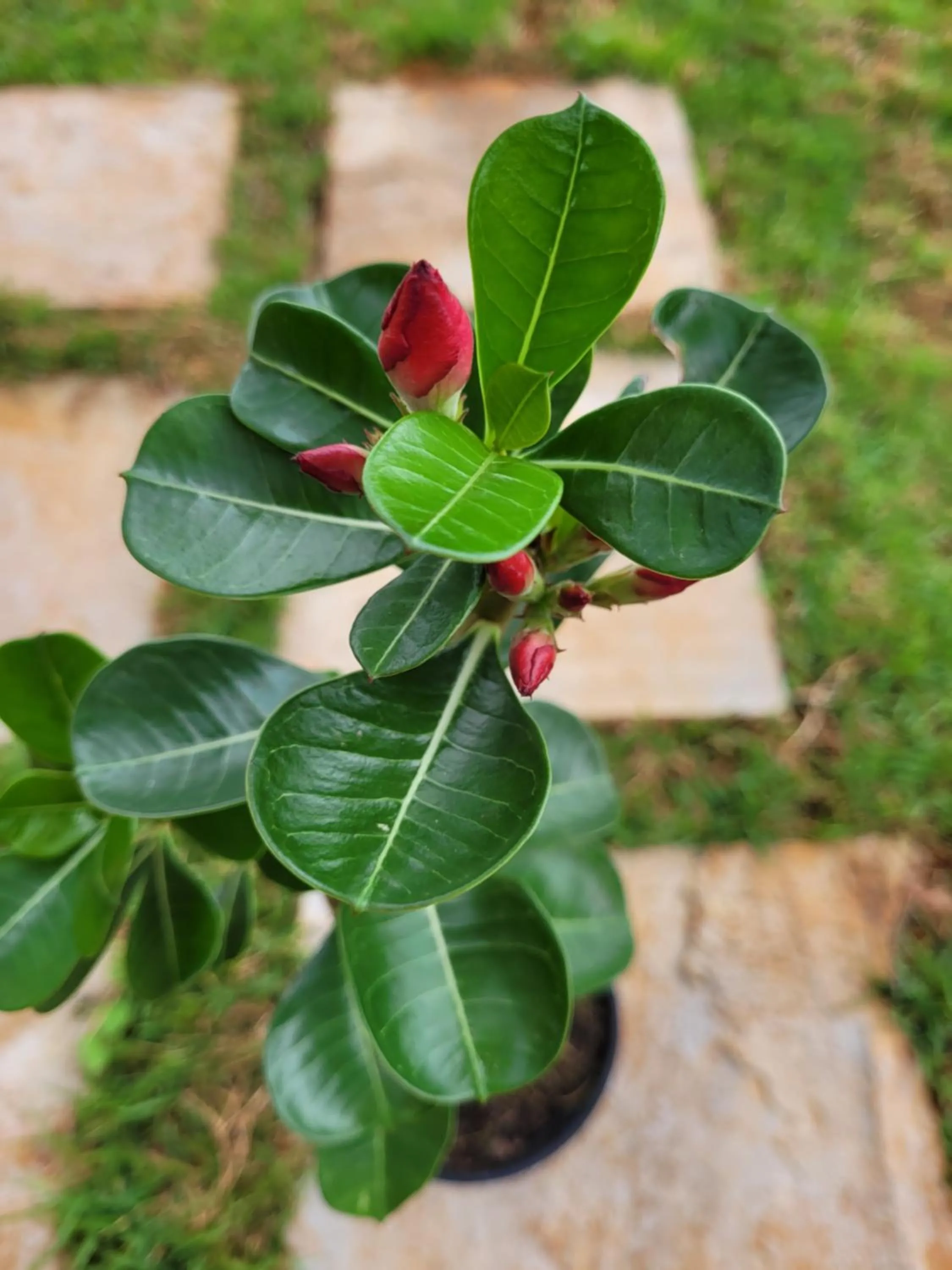 Colina da Canastra Pousada