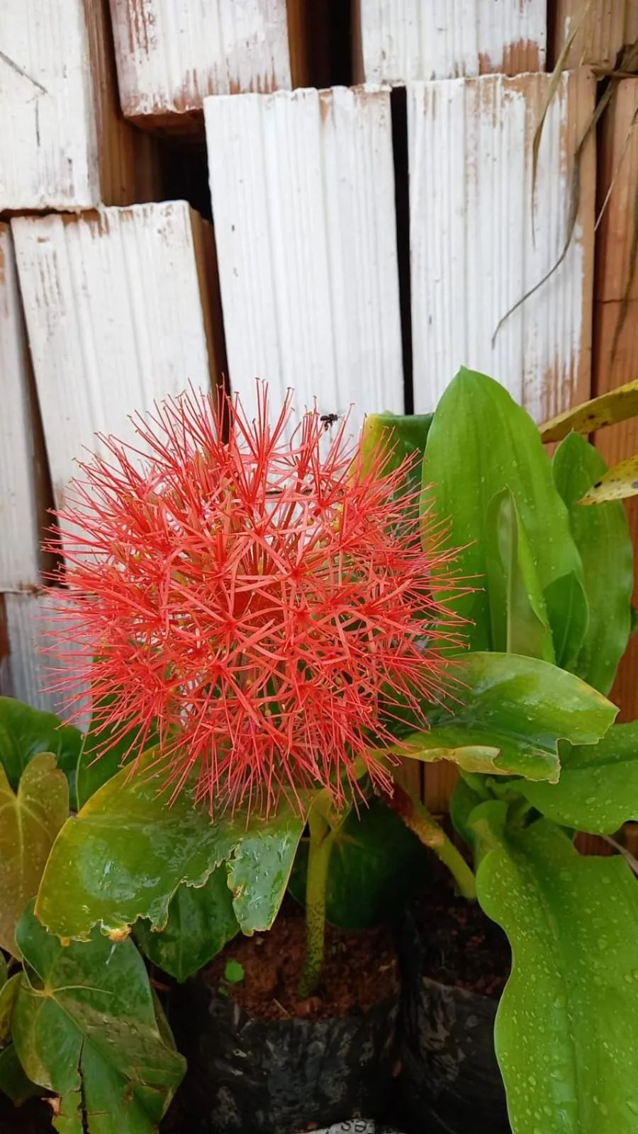 Colina da Canastra Pousada
