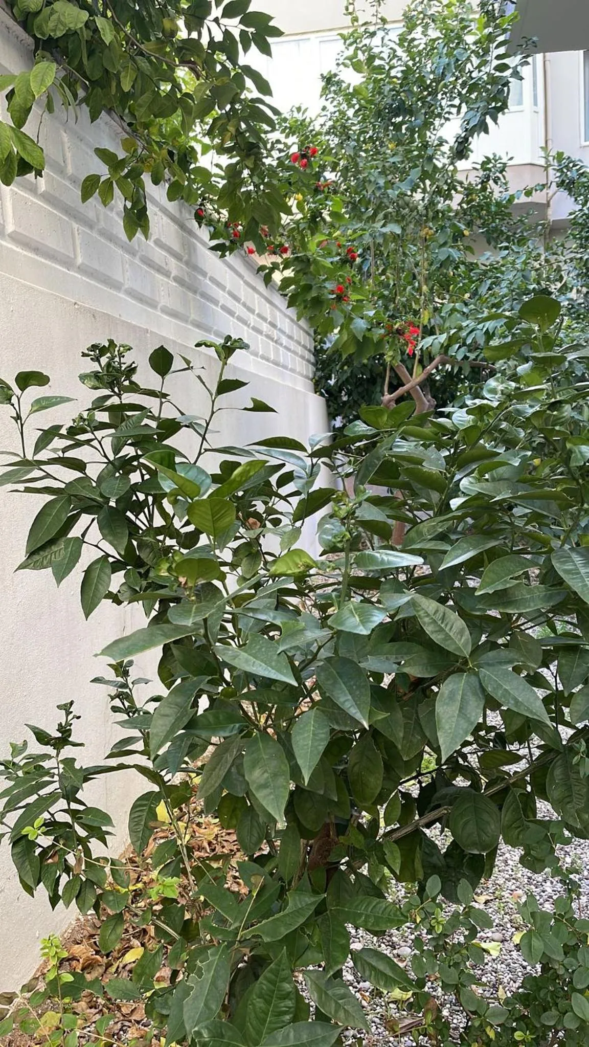 Garden in ABC Apart Hotel