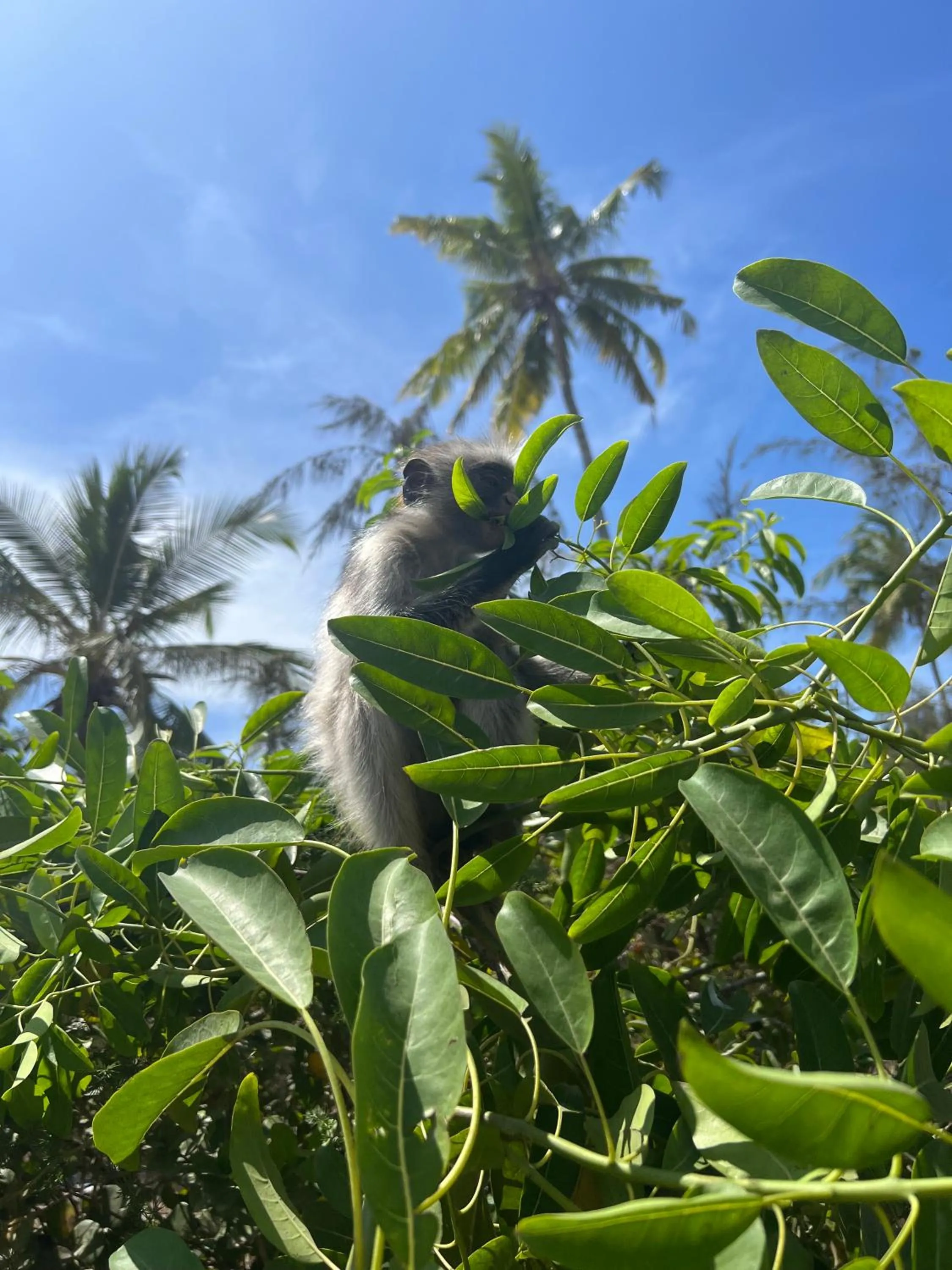 Natural landscape in Kivuli Beach Resort Paje