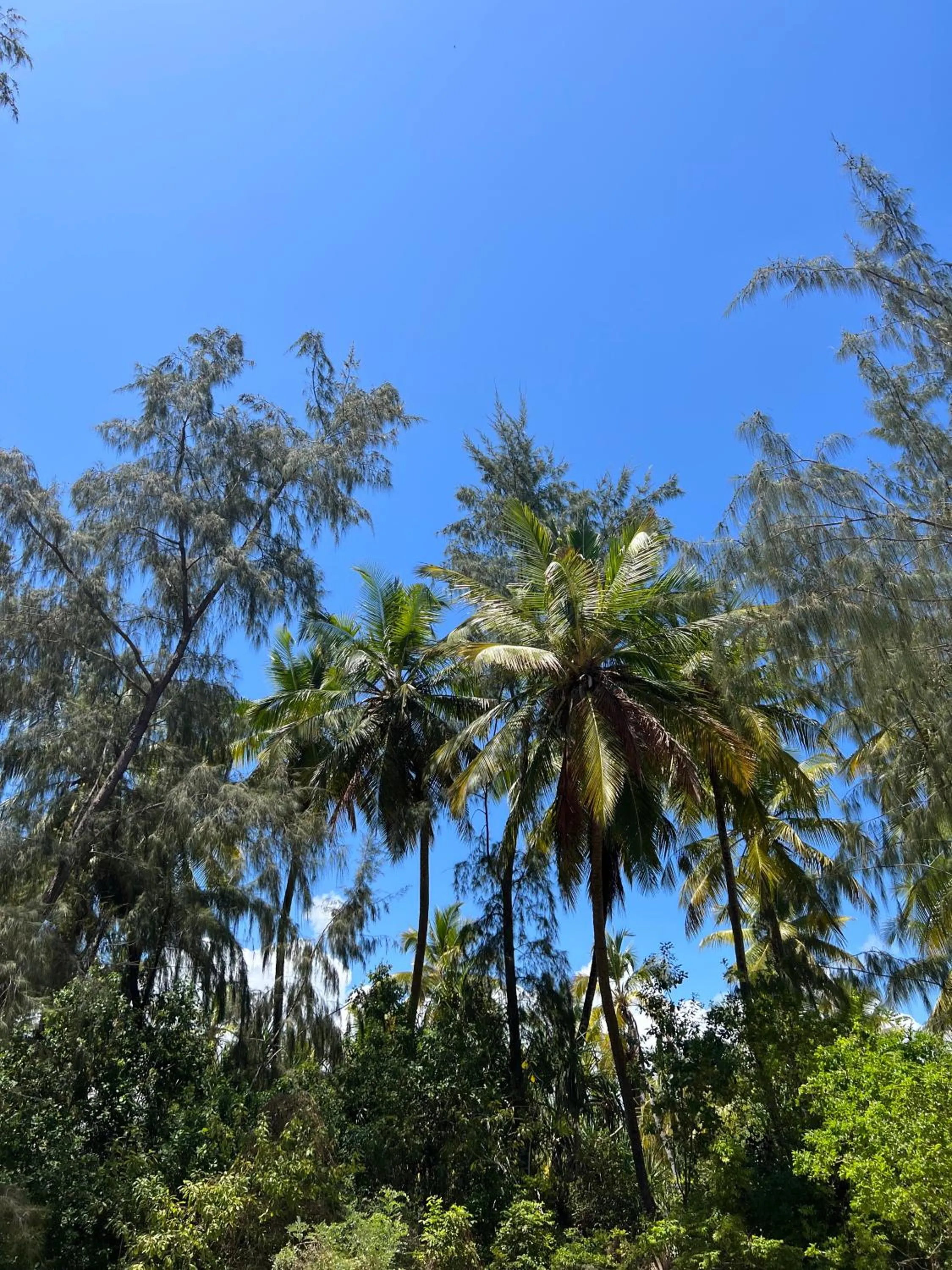 Kivuli Beach Resort Paje