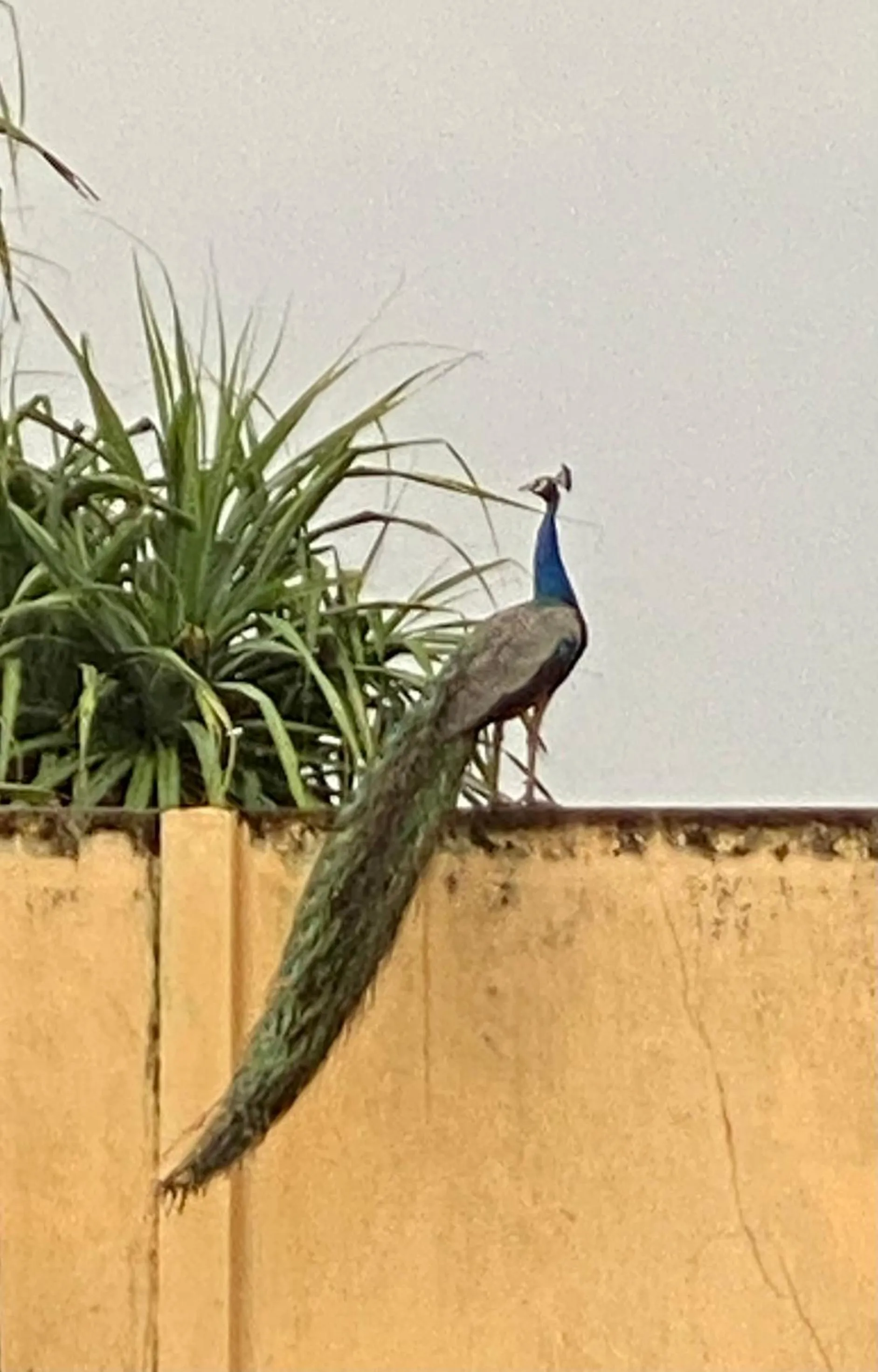 Garden in Reef Bungalow Hotel
