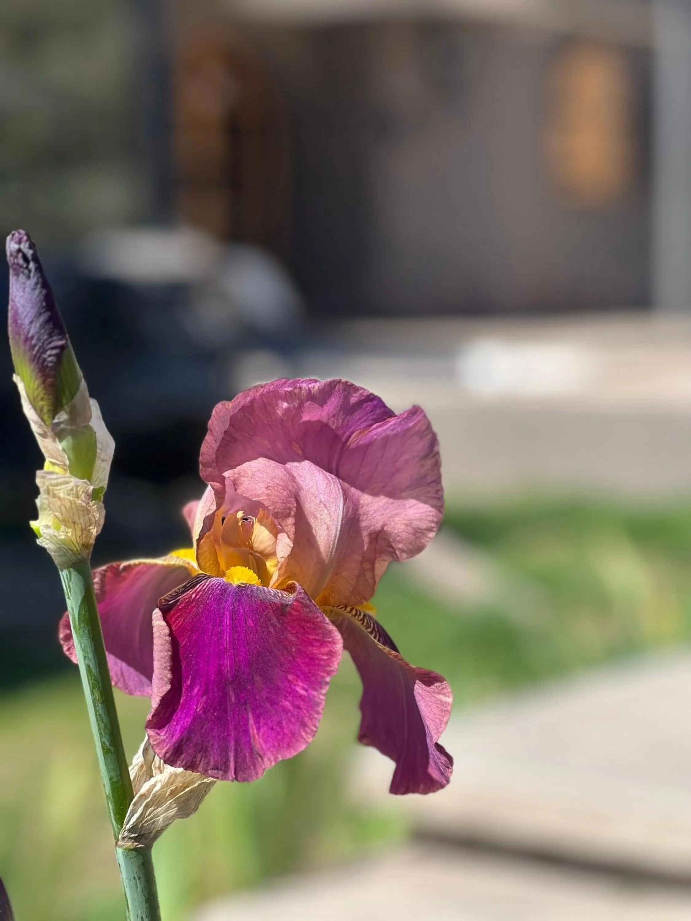 Spring in Terra Campo Posada