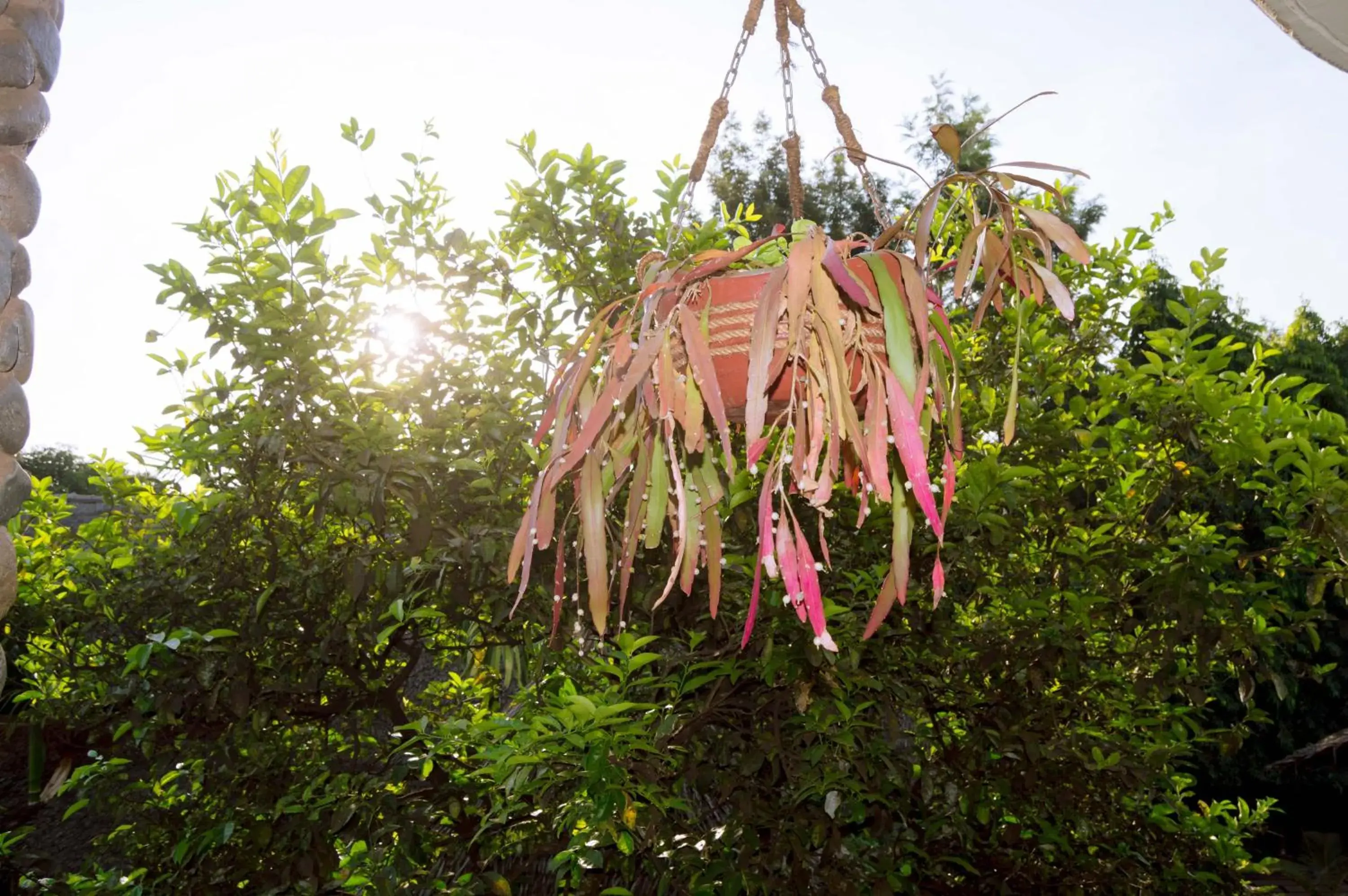 View (from property/room) in Kilimanjaro Scenic Homestay View (from property/room) in Kilimanjaro Scenic Homestay