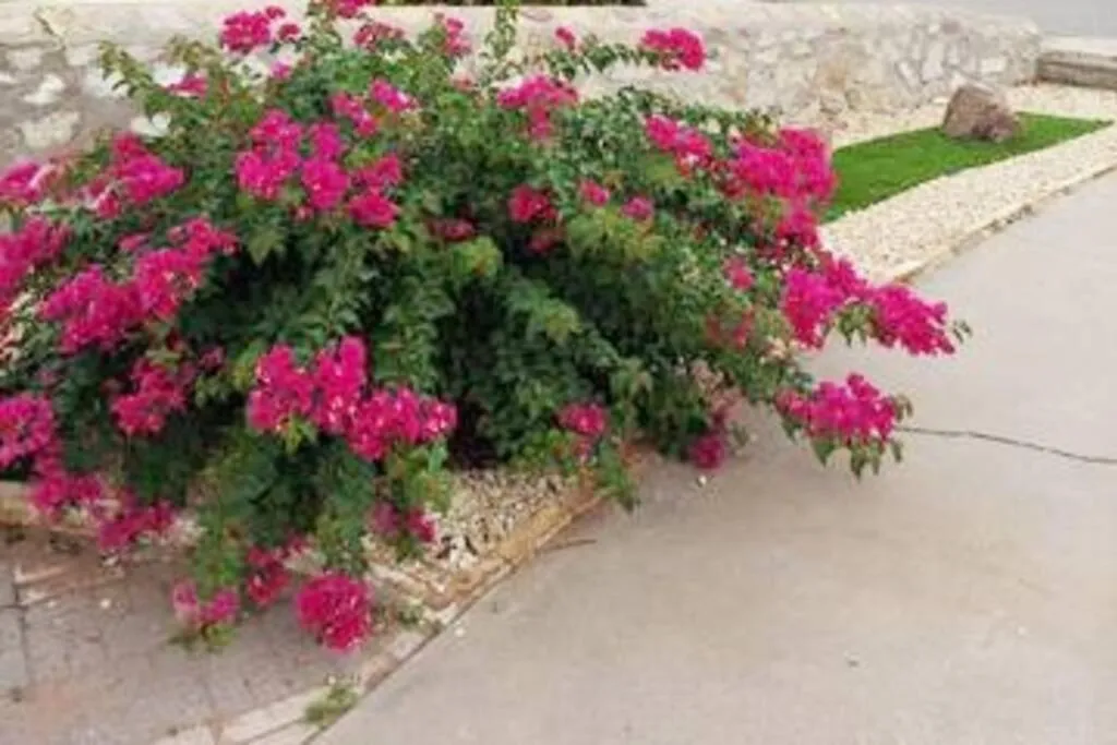 Garden in My Cozy Duplex B in the heart of West Side