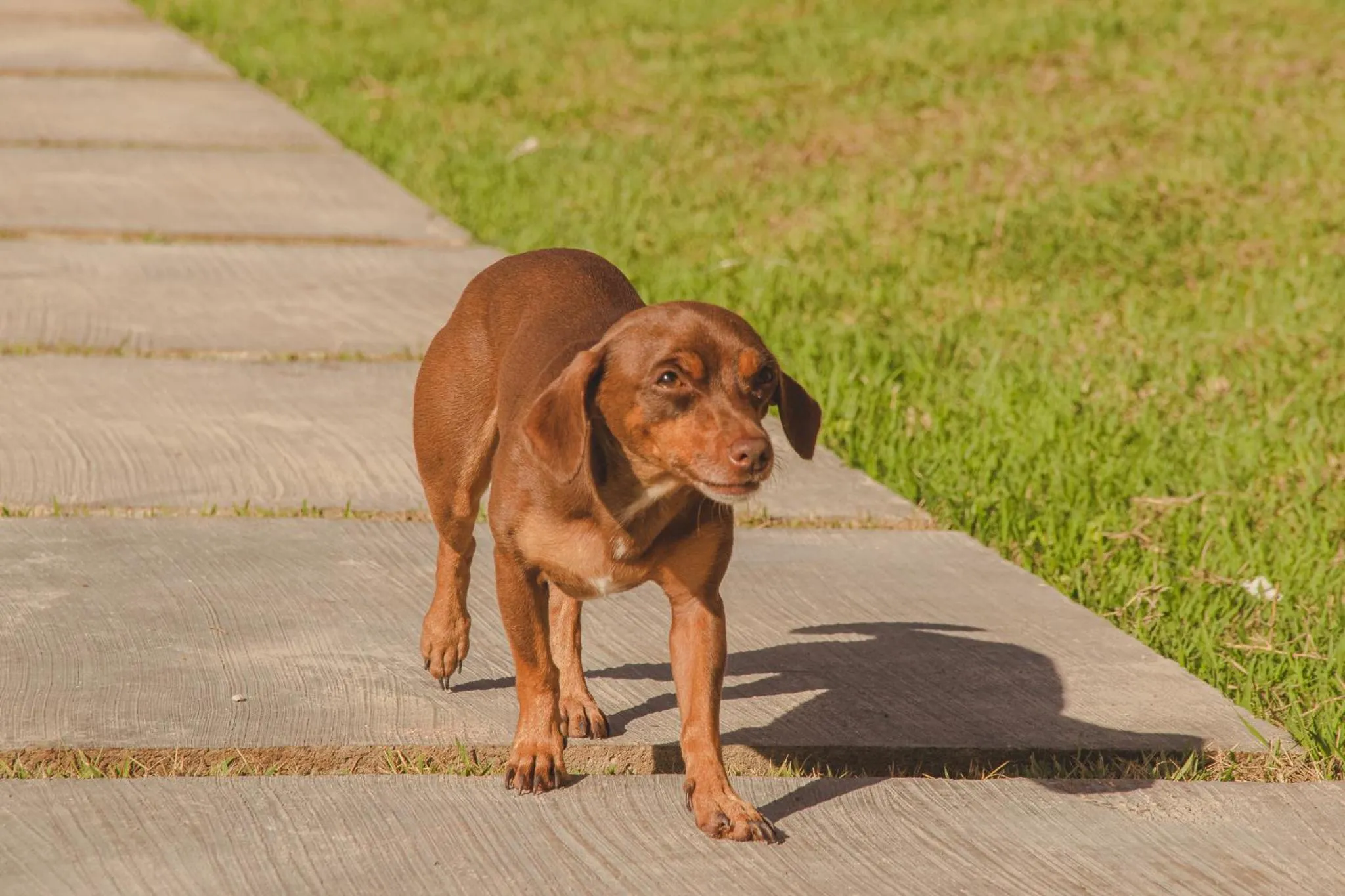 Pets in Pousada Corália