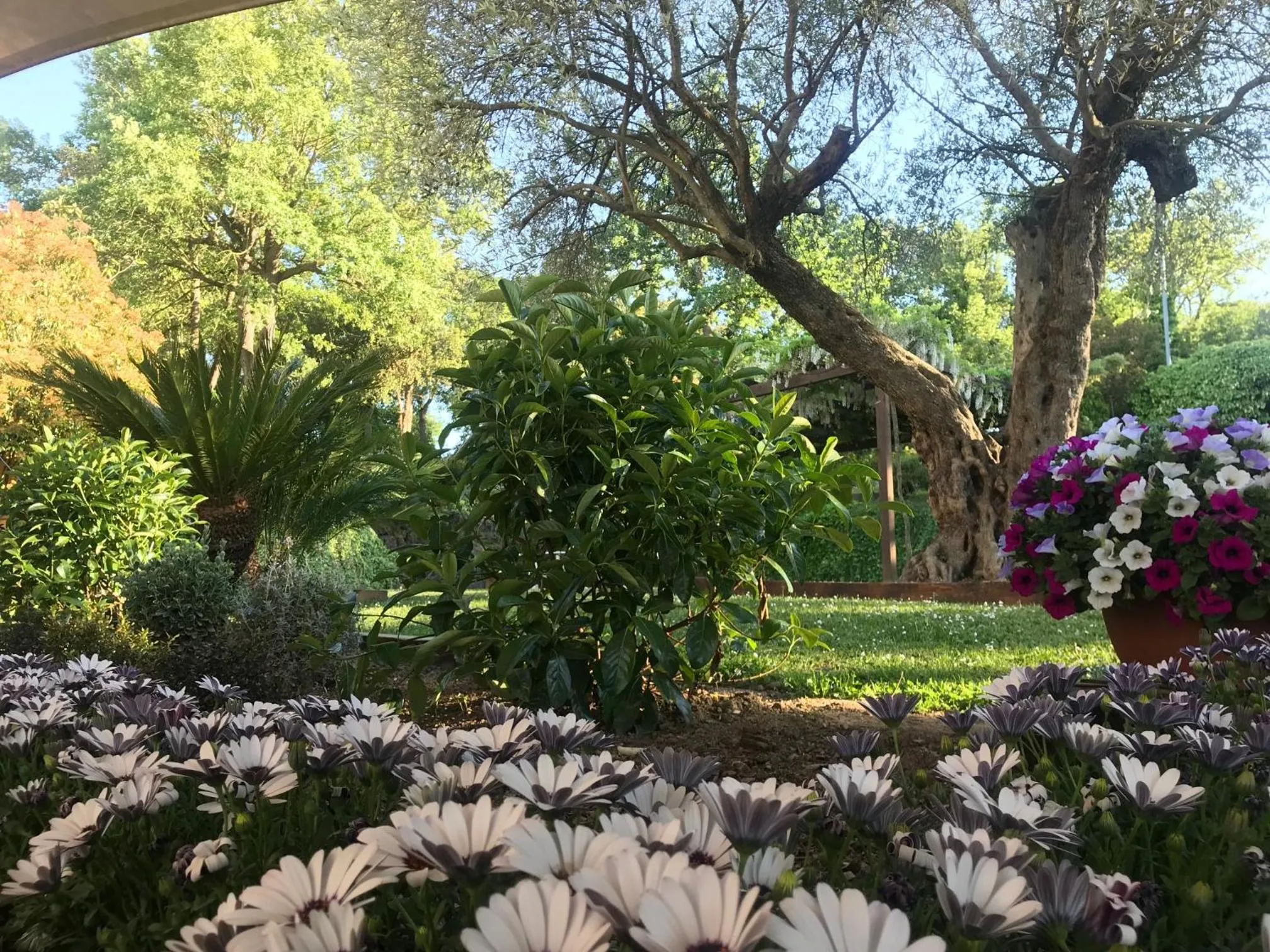 Garden in Hotel Esteba