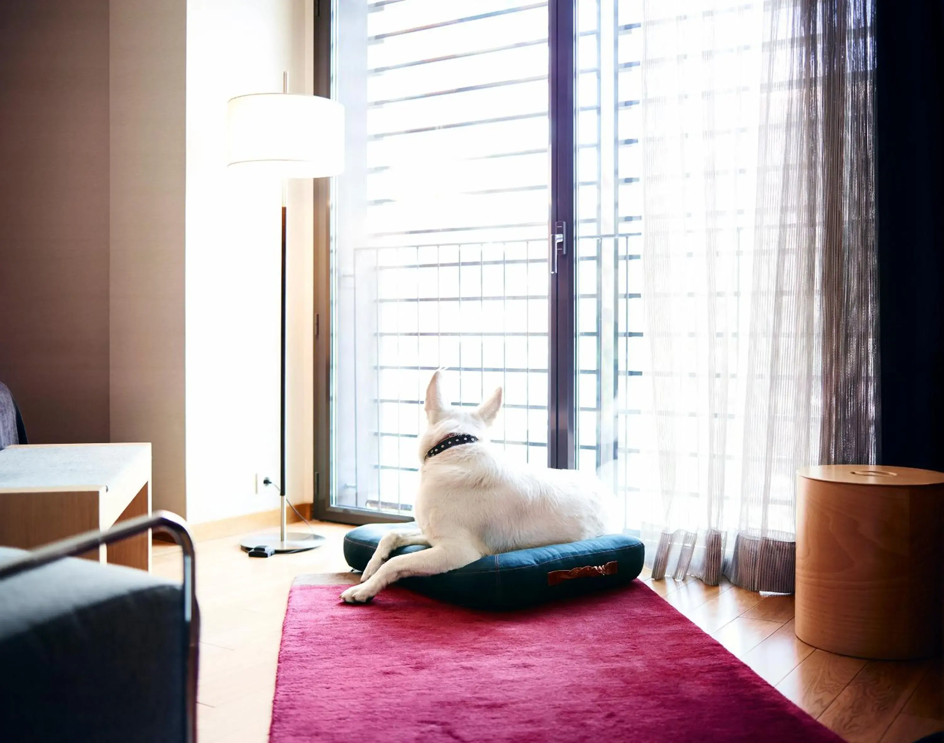 Pets in Hotel Villa Emilia Pets in Hotel Villa Emilia