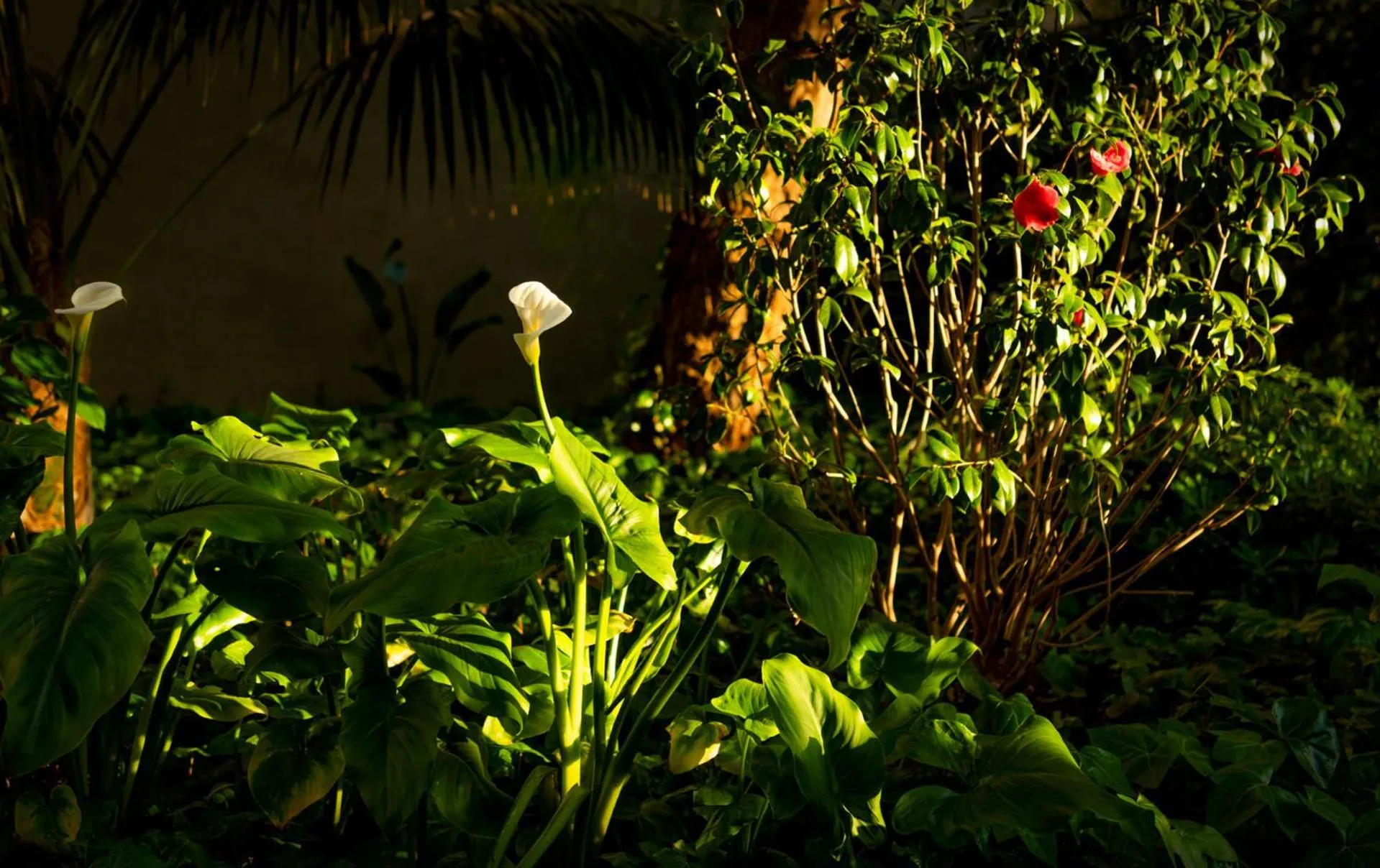 Garden in AQUA Hotel The Breeze & Spa - All Inclusive - Adults Only - 4Sup