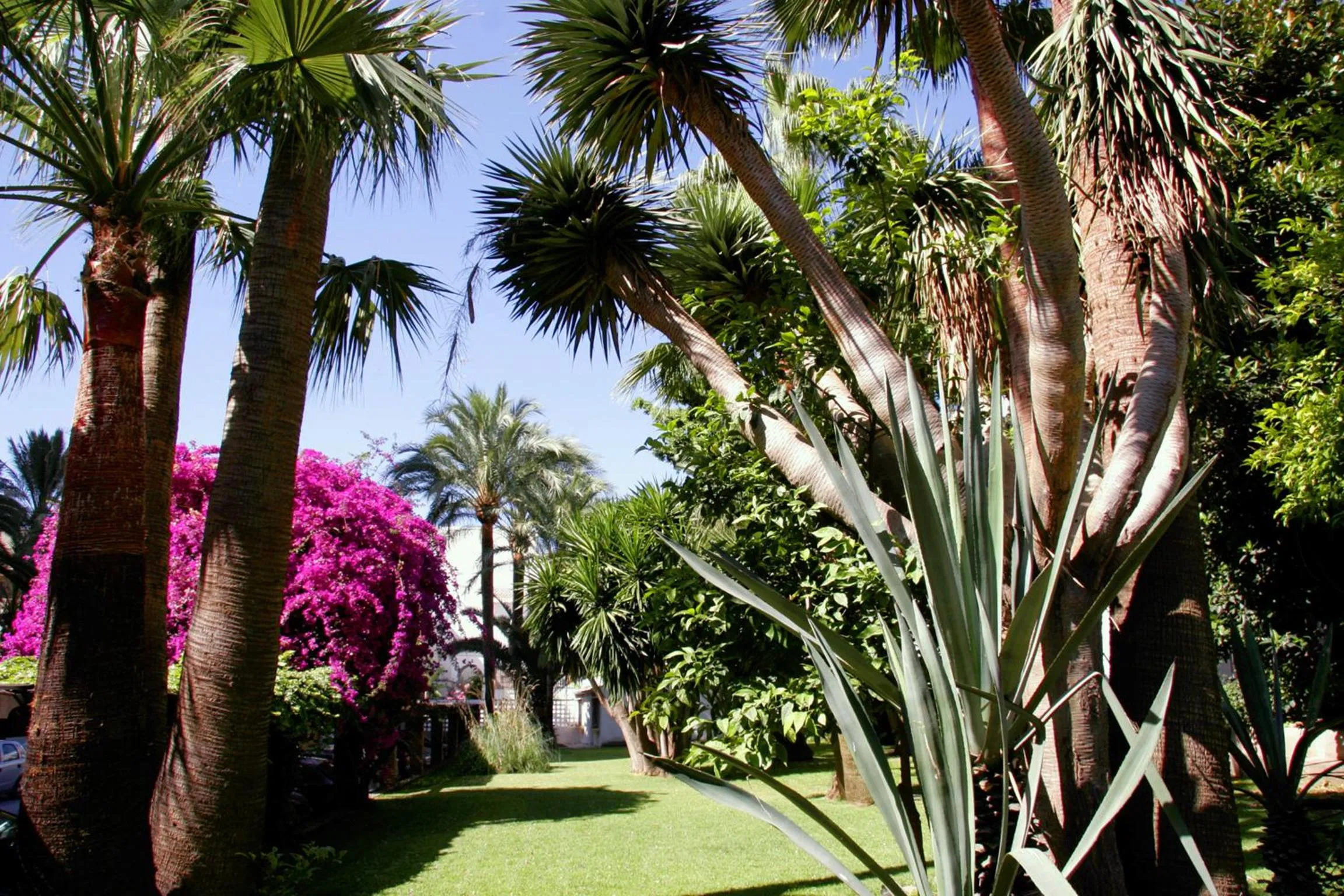 Garden in Hotel Apartamentos Bajondillo