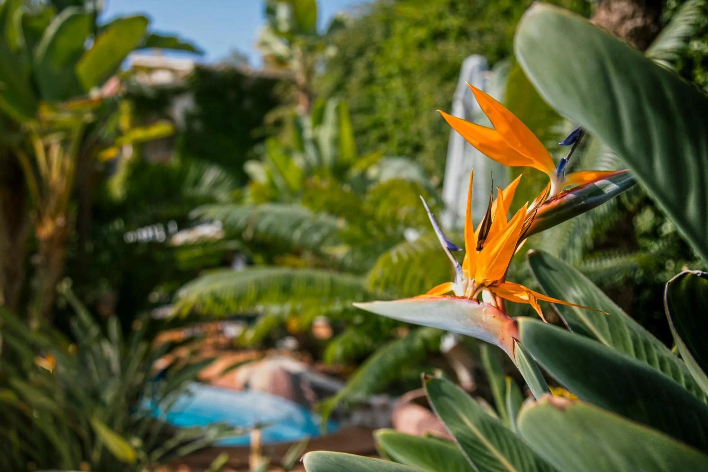 Garden in SWISS MORAIRA HOTEL & SPA - Adults only