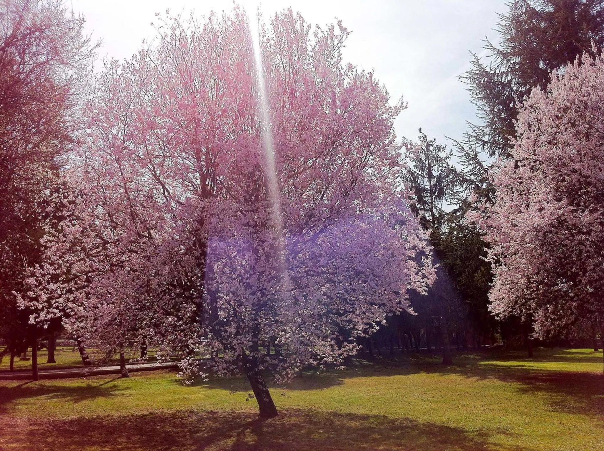 Garden in Hotel San Camilo