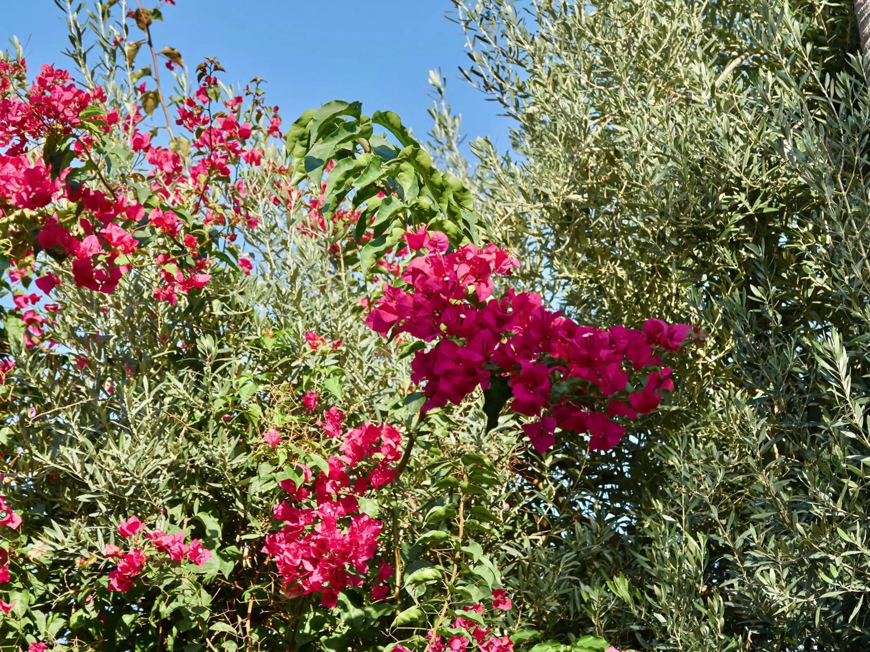 Garden in Casa Son Sant Jordi
